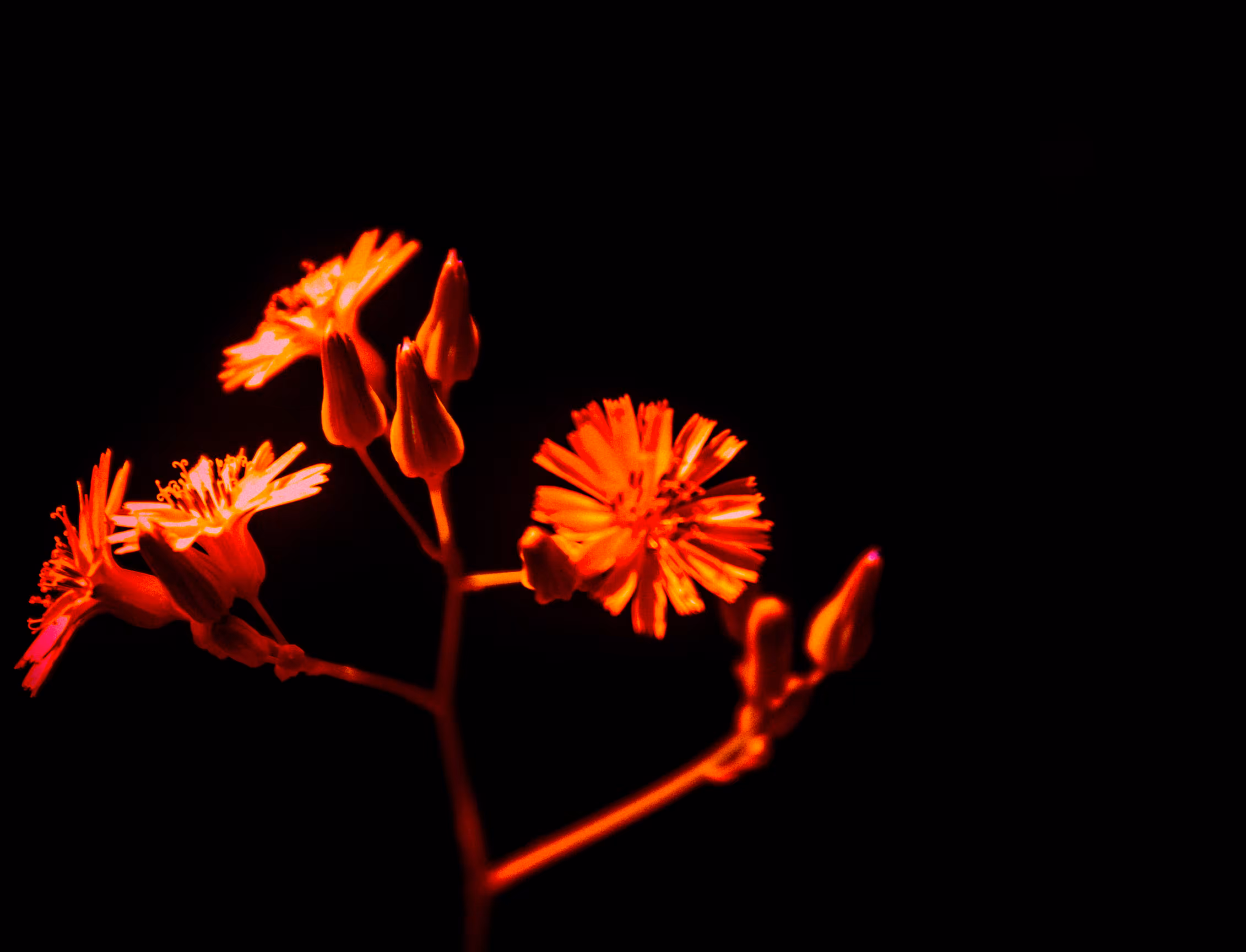 Burnin' Flower