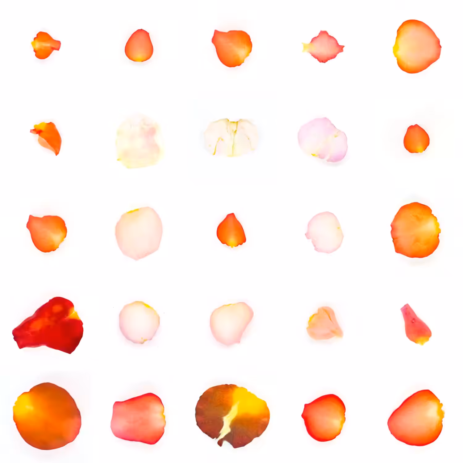 Infinite Petals 5x5#20317