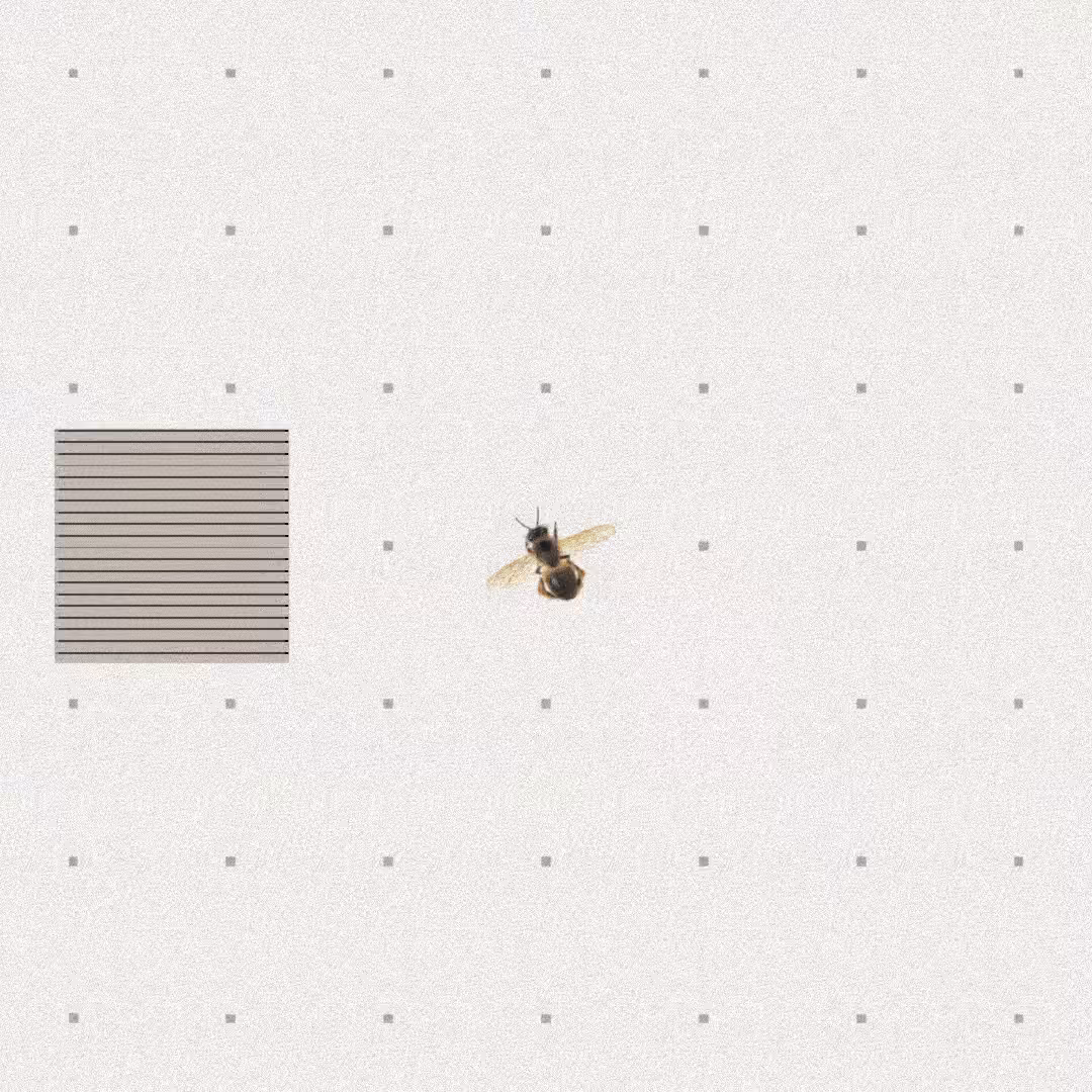 Bee #3