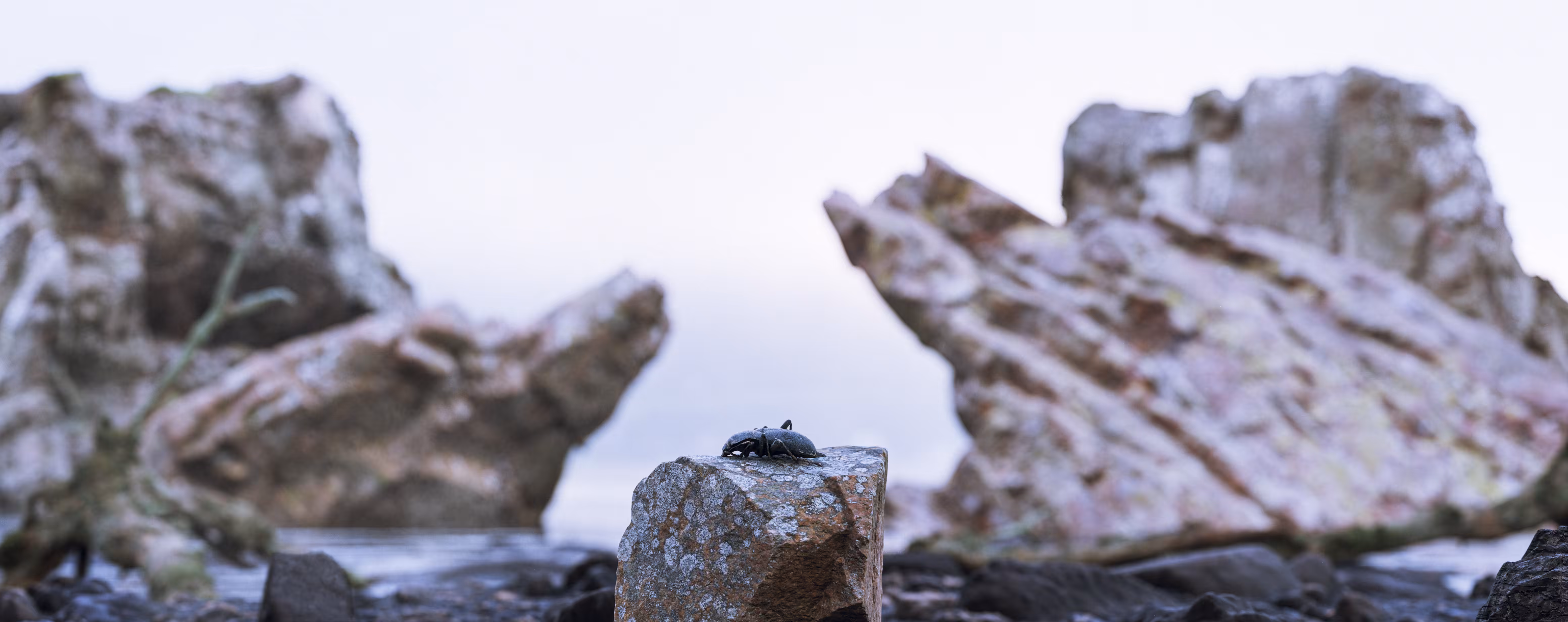 Lone bug