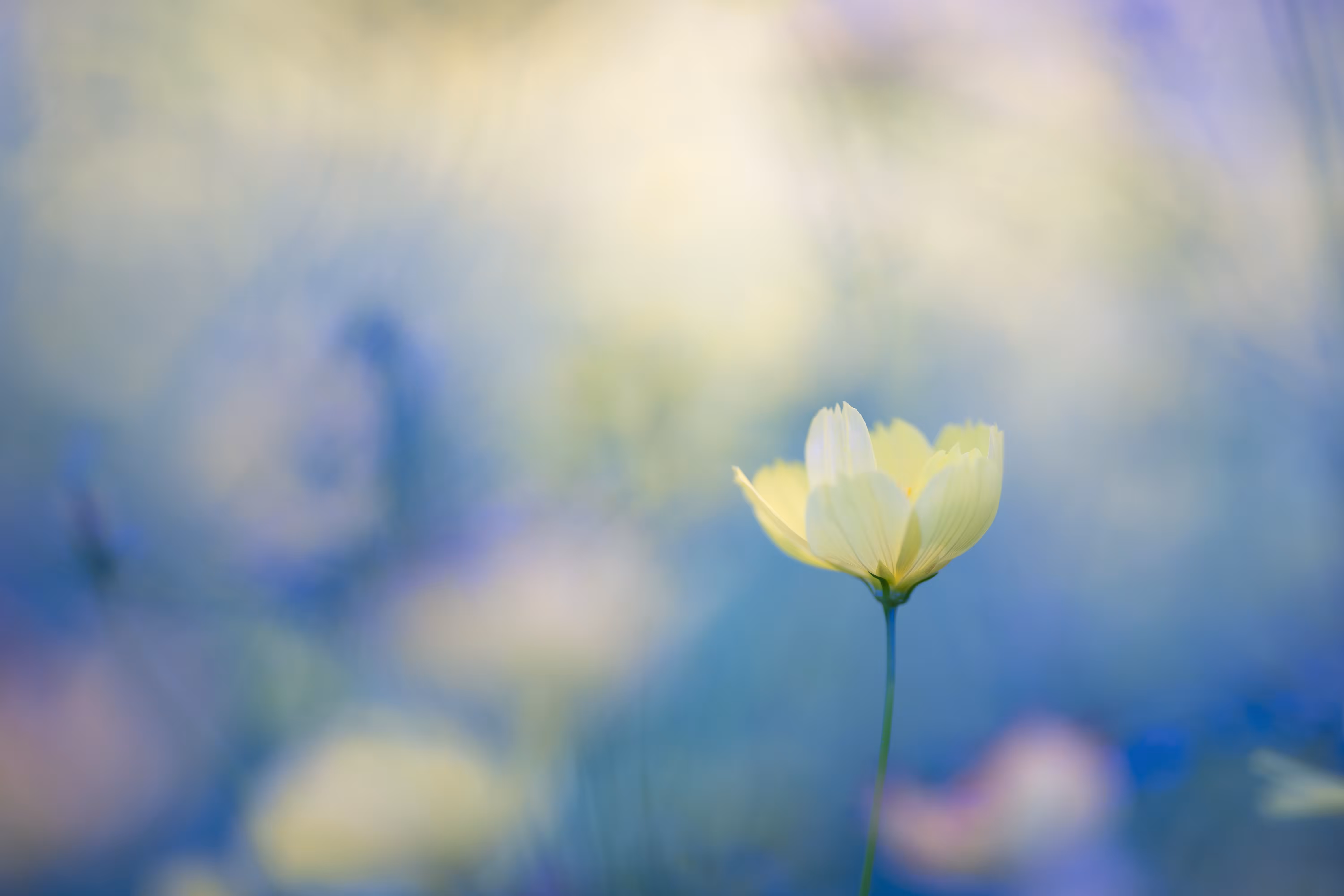 Dancing Cosmos