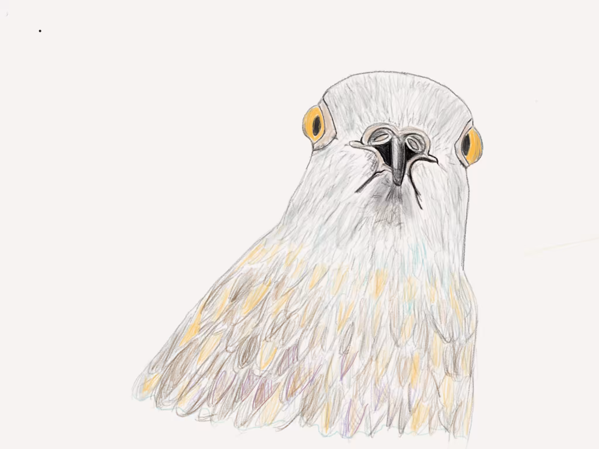 Pigeon 