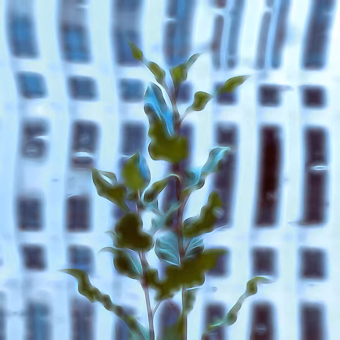 Urban Glow
