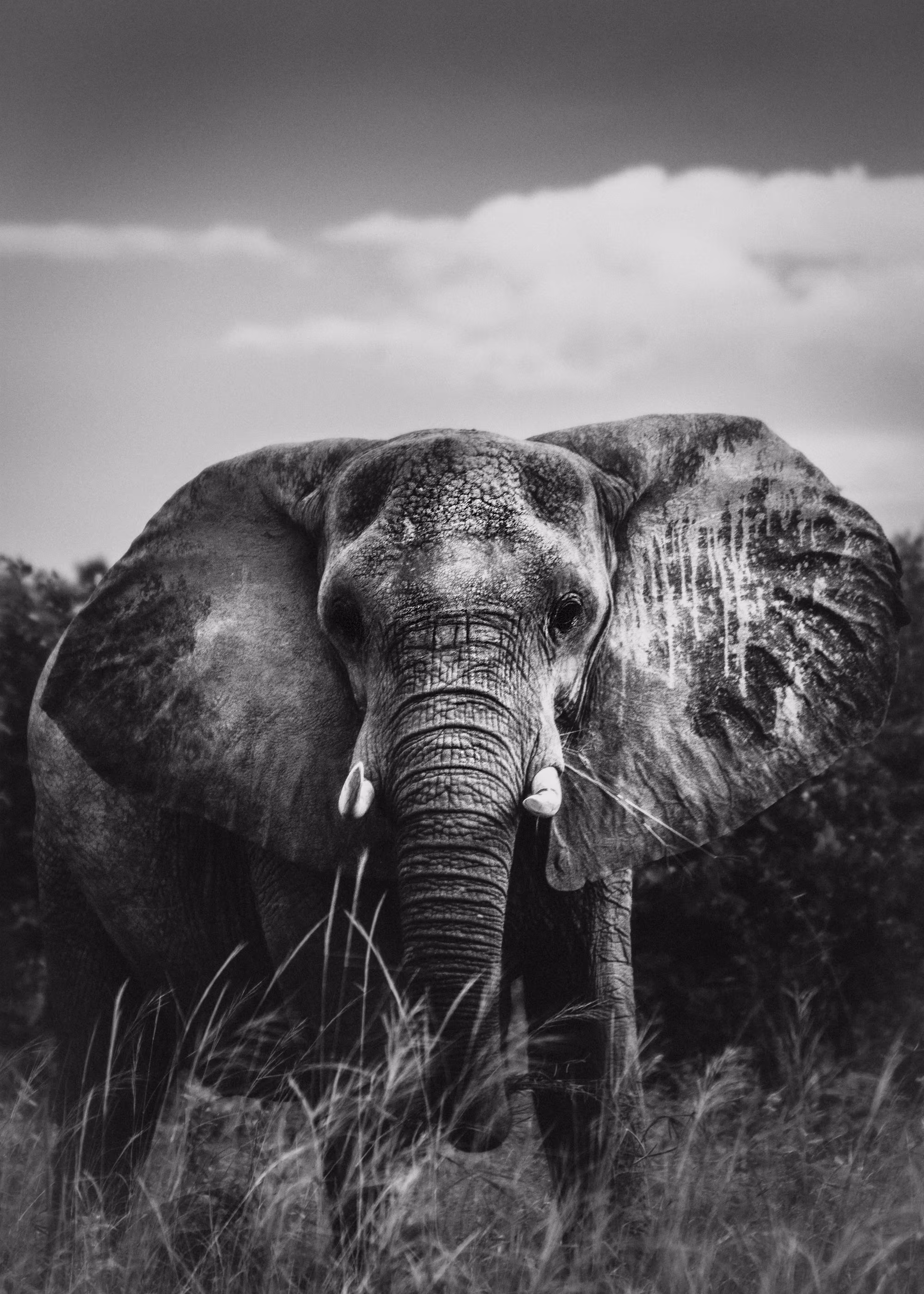 Elephant Portrait III