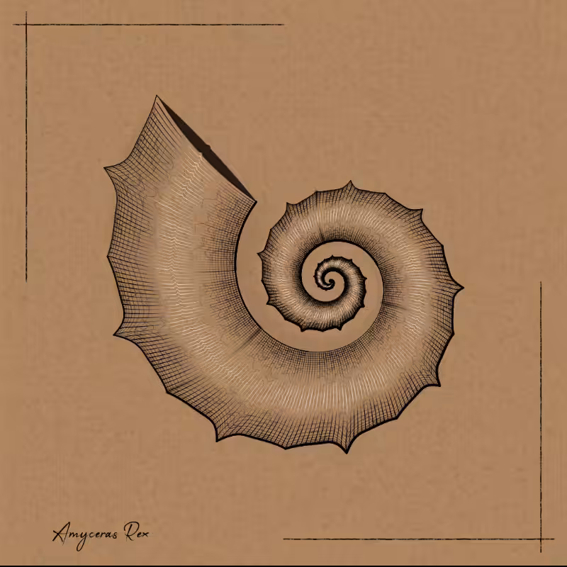 Ammonites #44