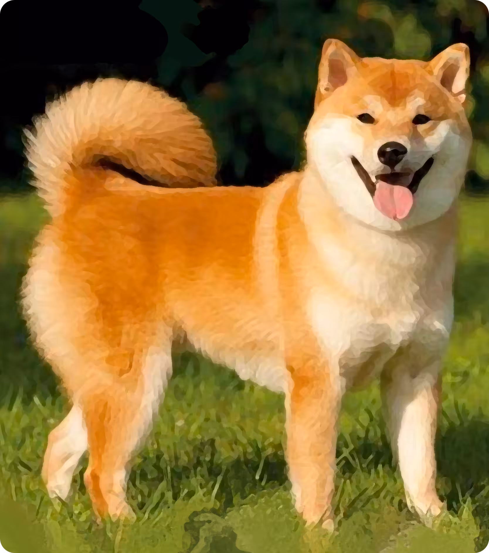 Doge