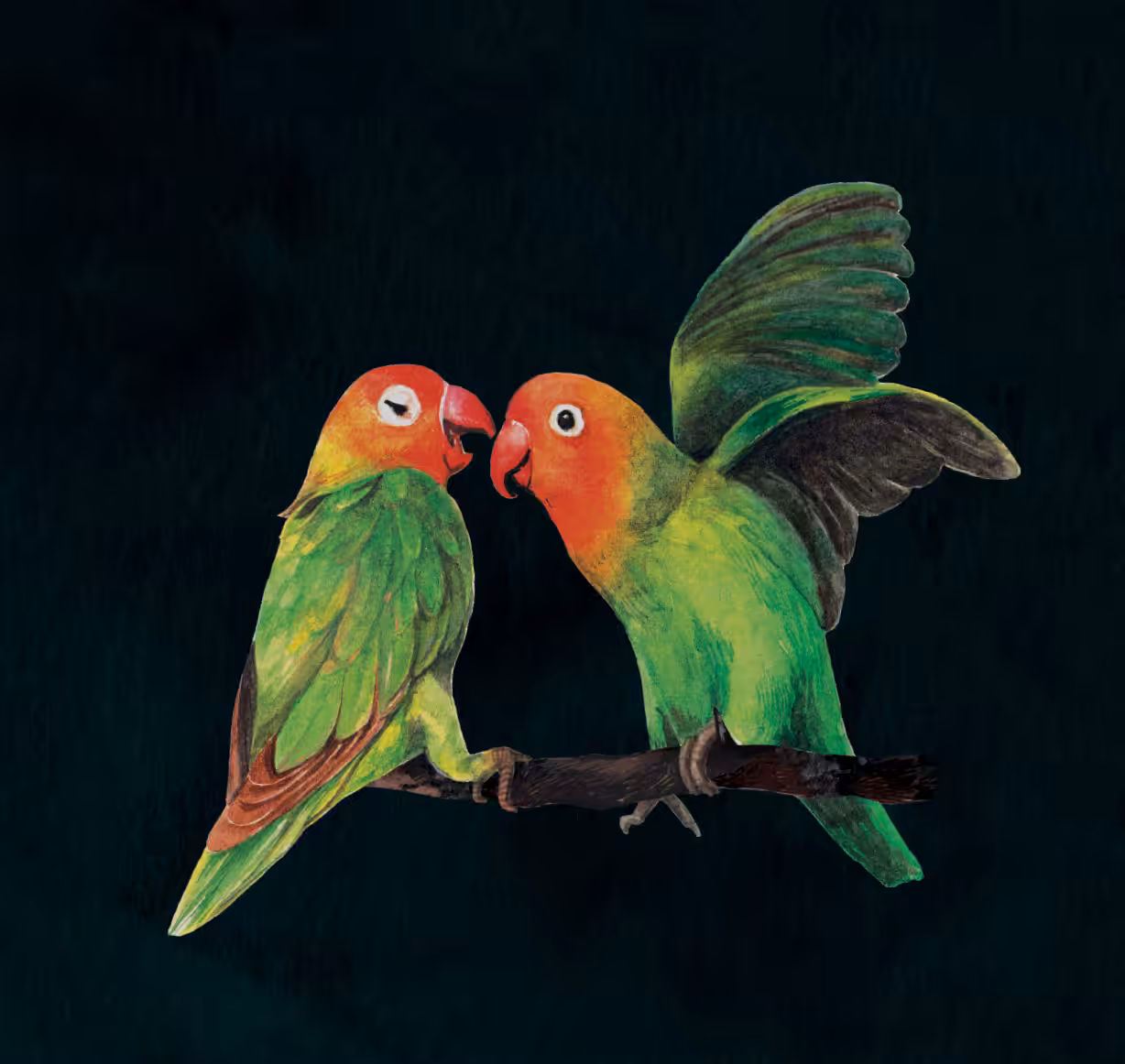 couple parrot