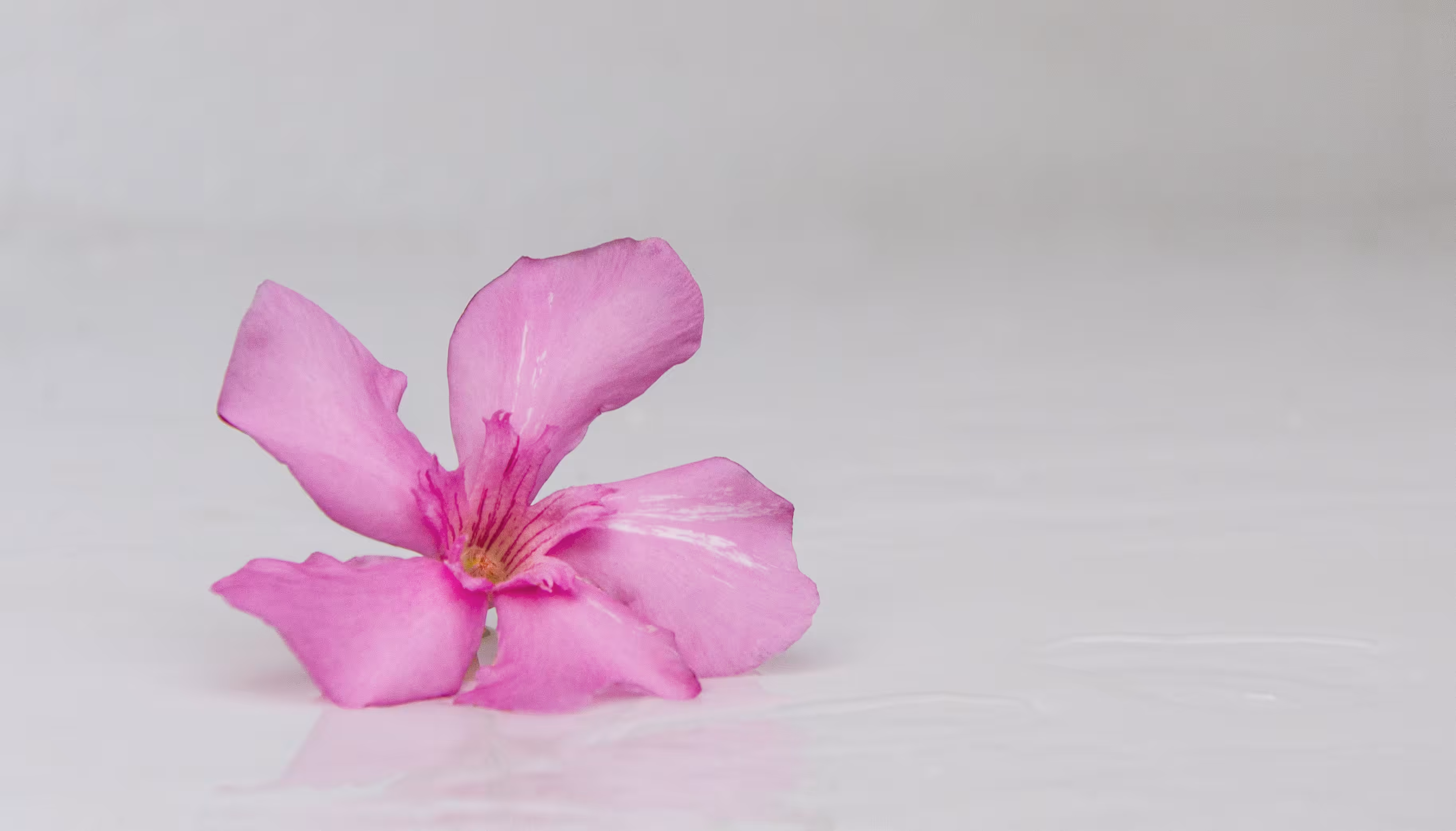 A single flower