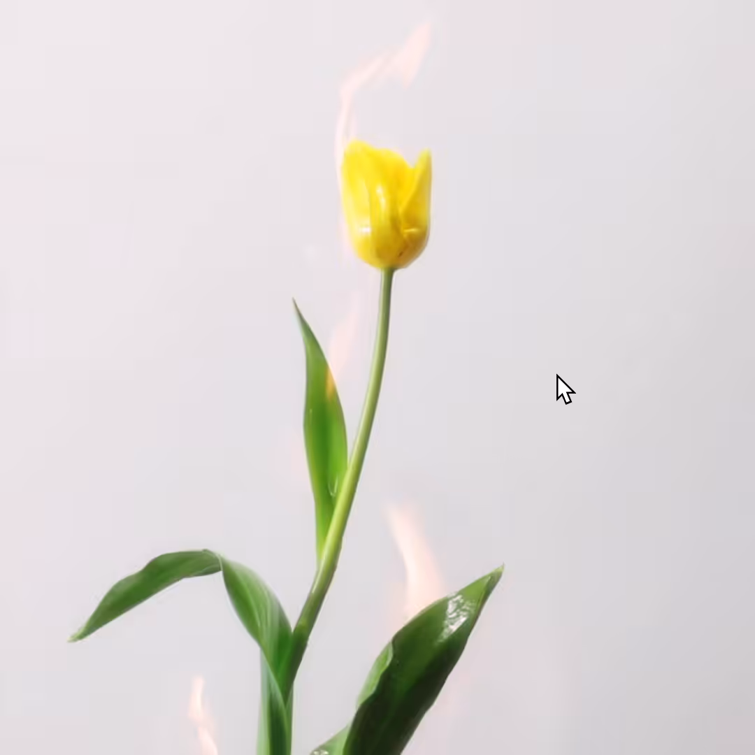 Burning Tulip
