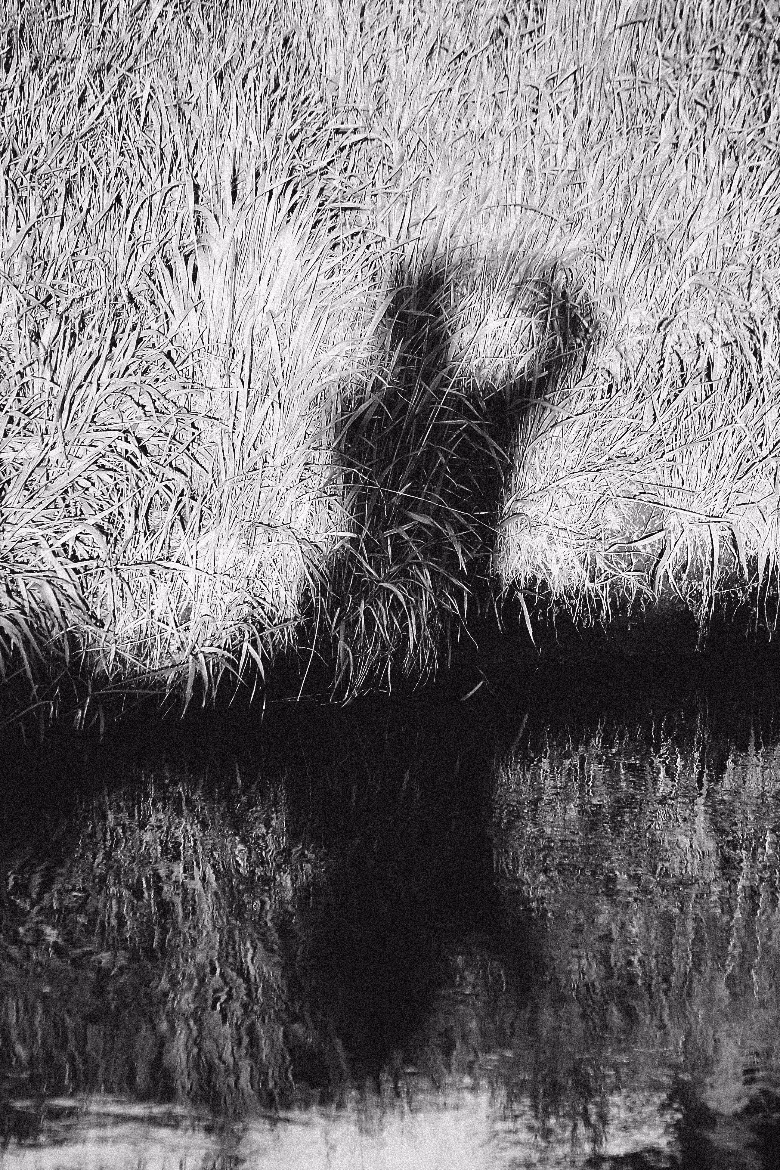JB: B&W Nature: Monochrome Nature #116