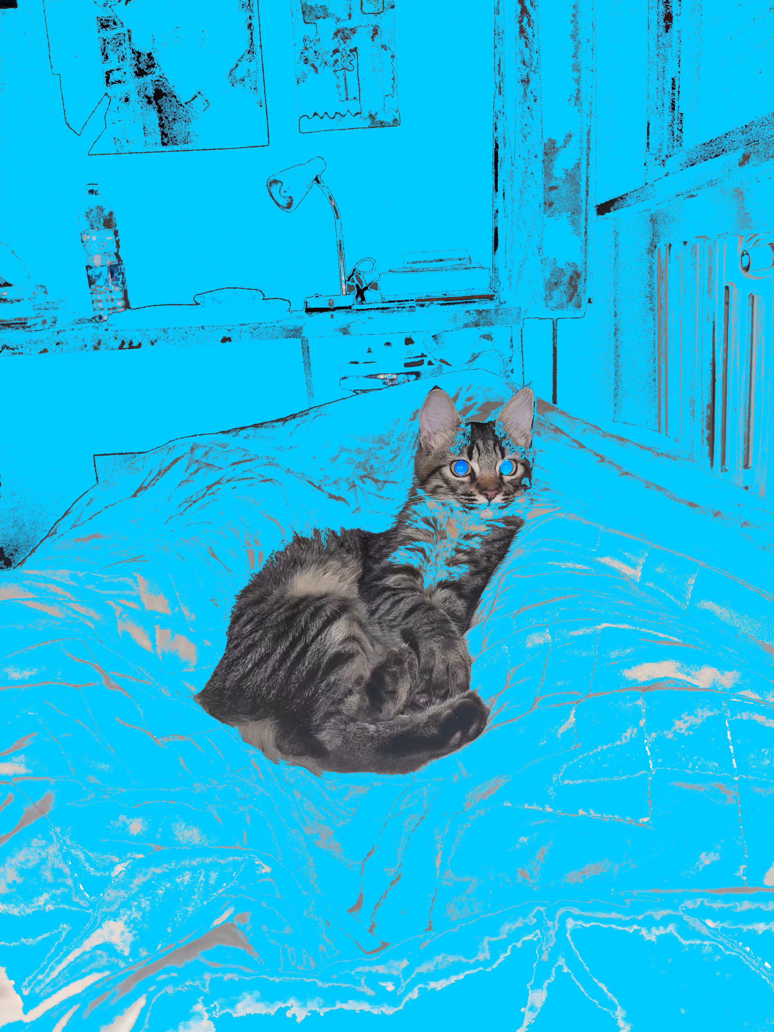 The cat