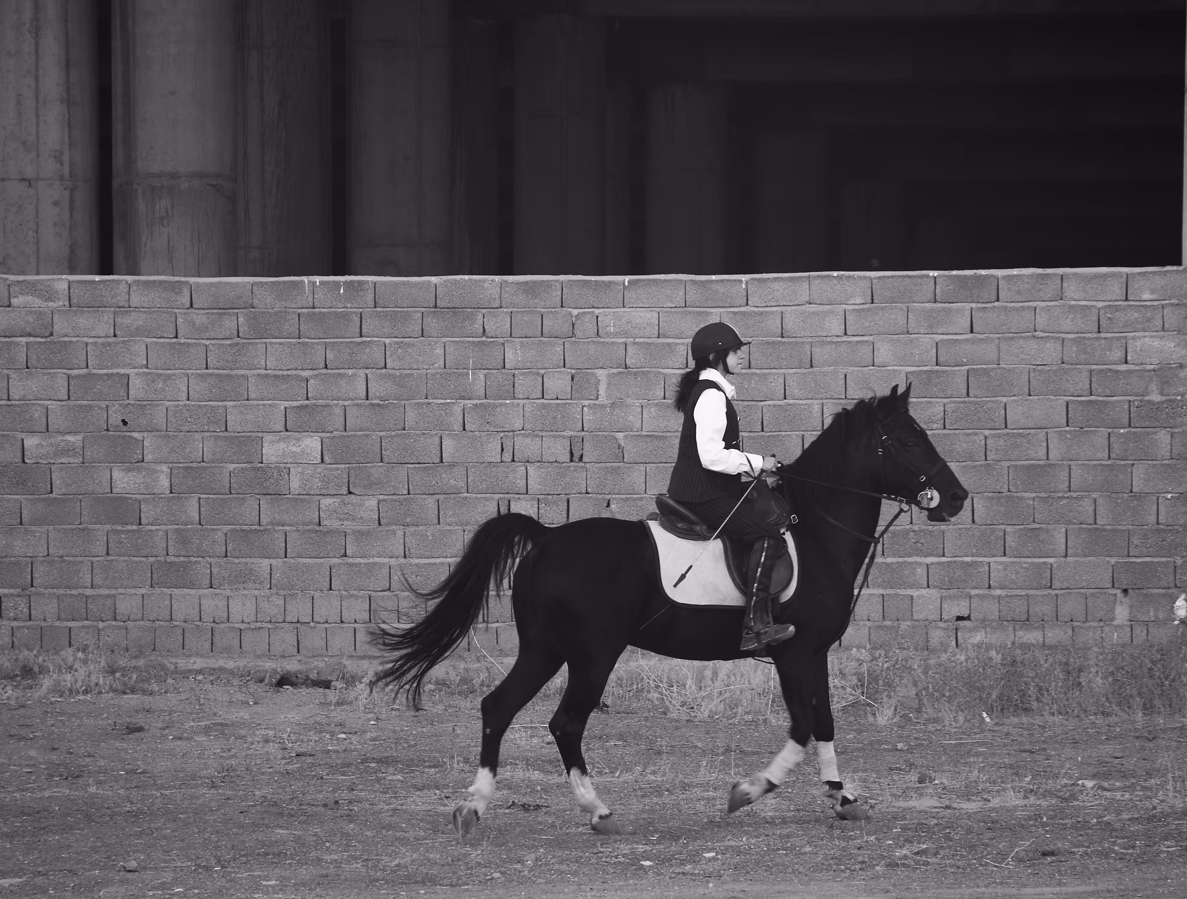 Black horse