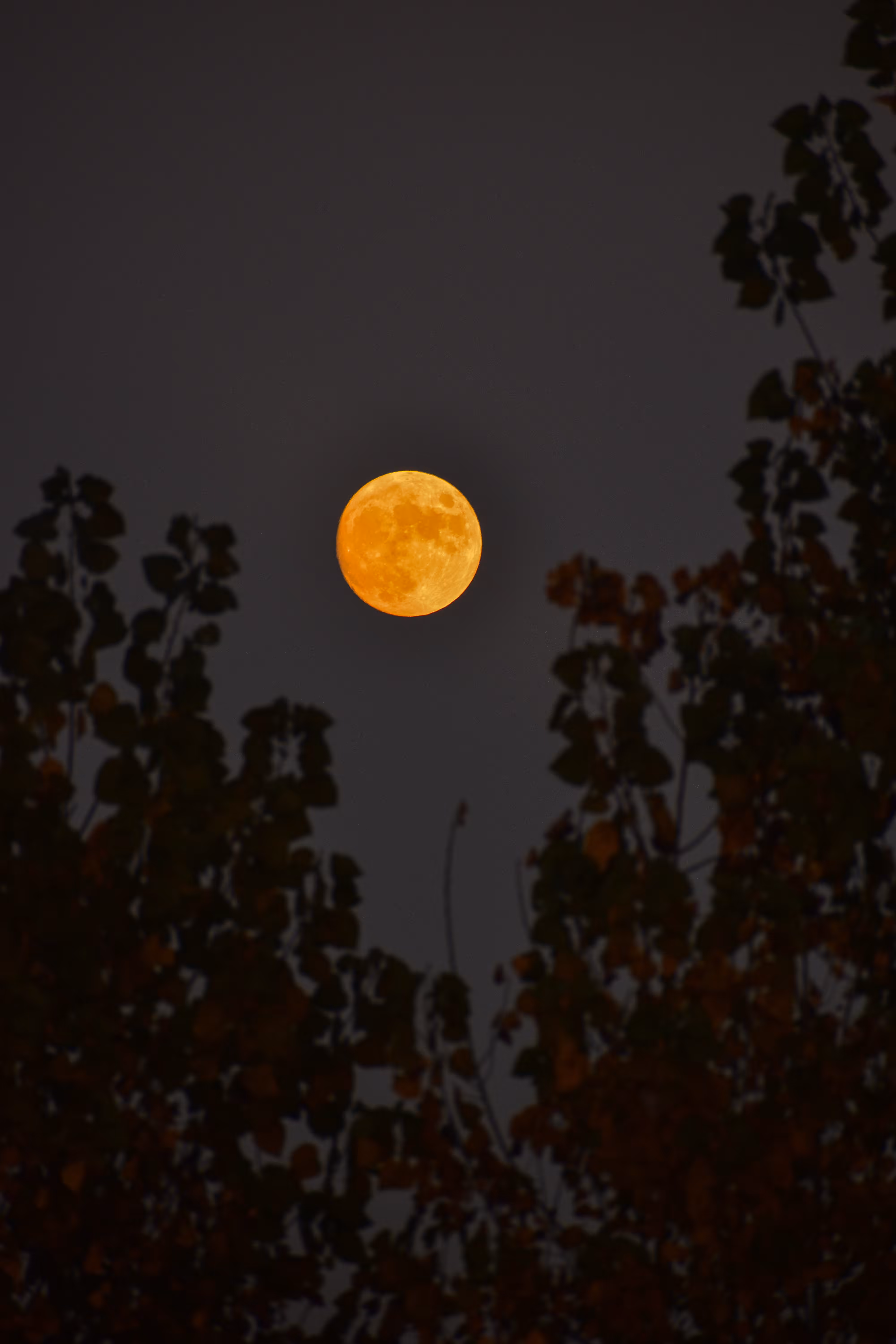 "Harvest Moon"