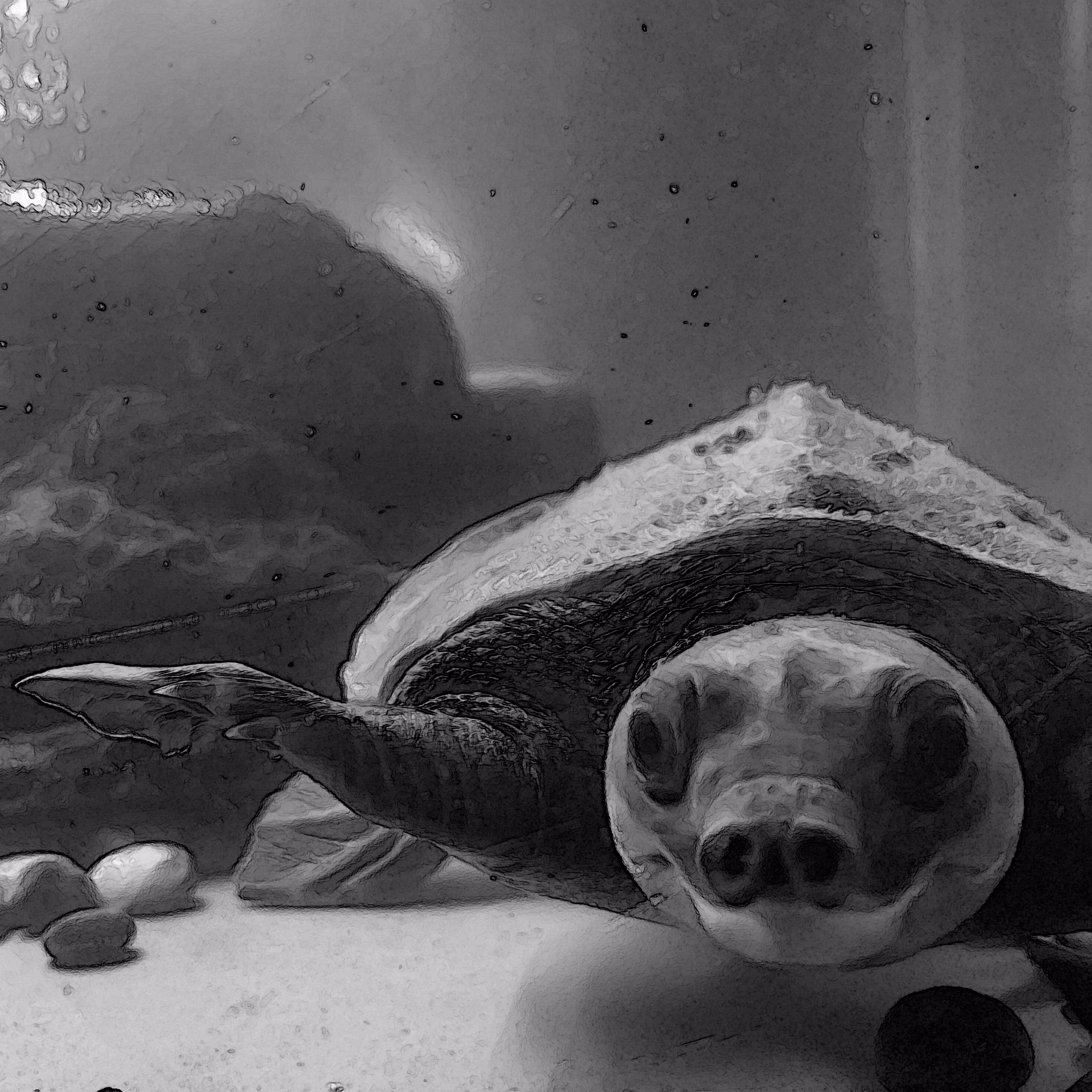 Pig-nosed turtle