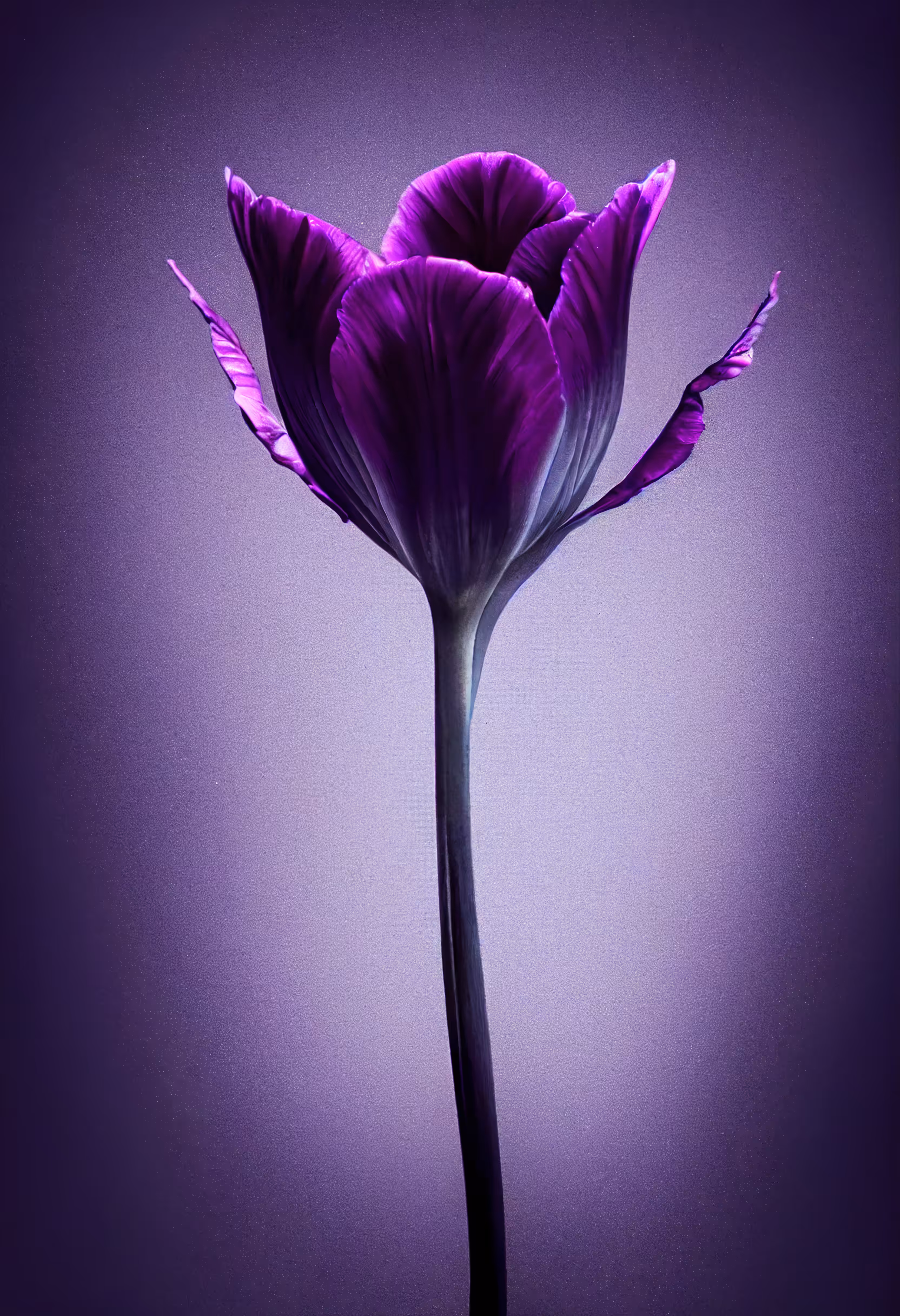 A Flower, Just For You. #44
