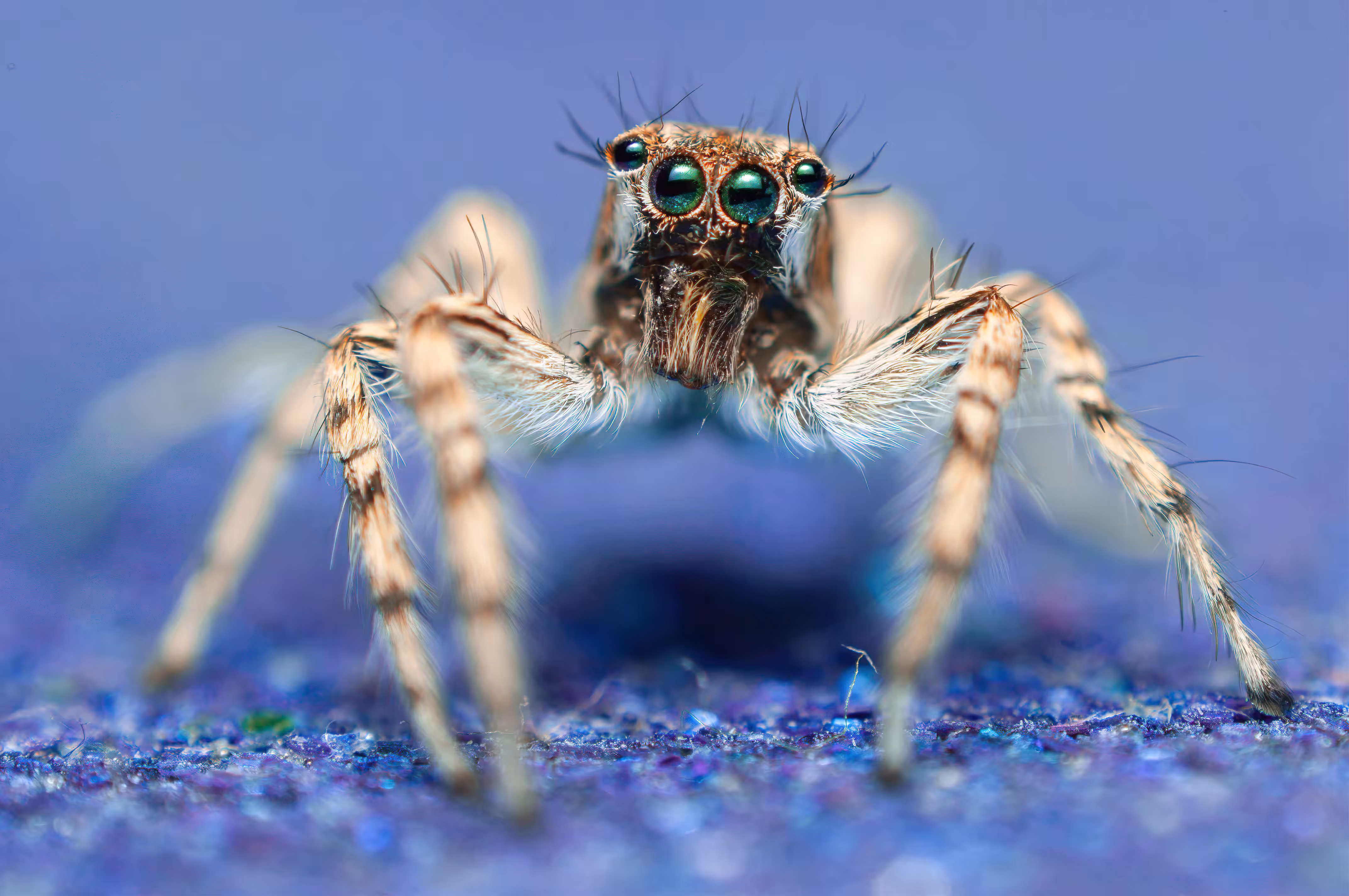 Amazing closeup of a Jumping Spider