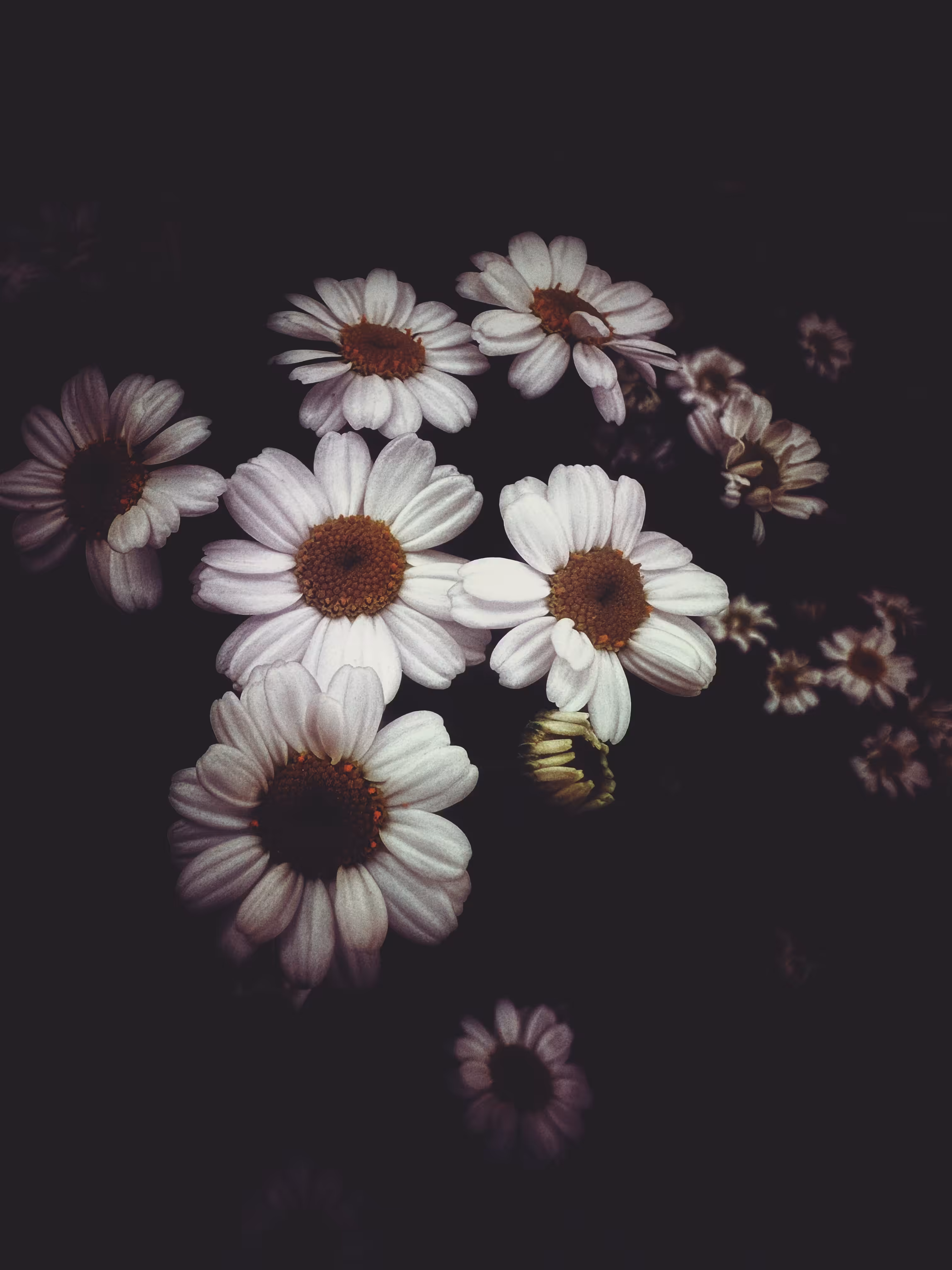 Faded Whispers #1