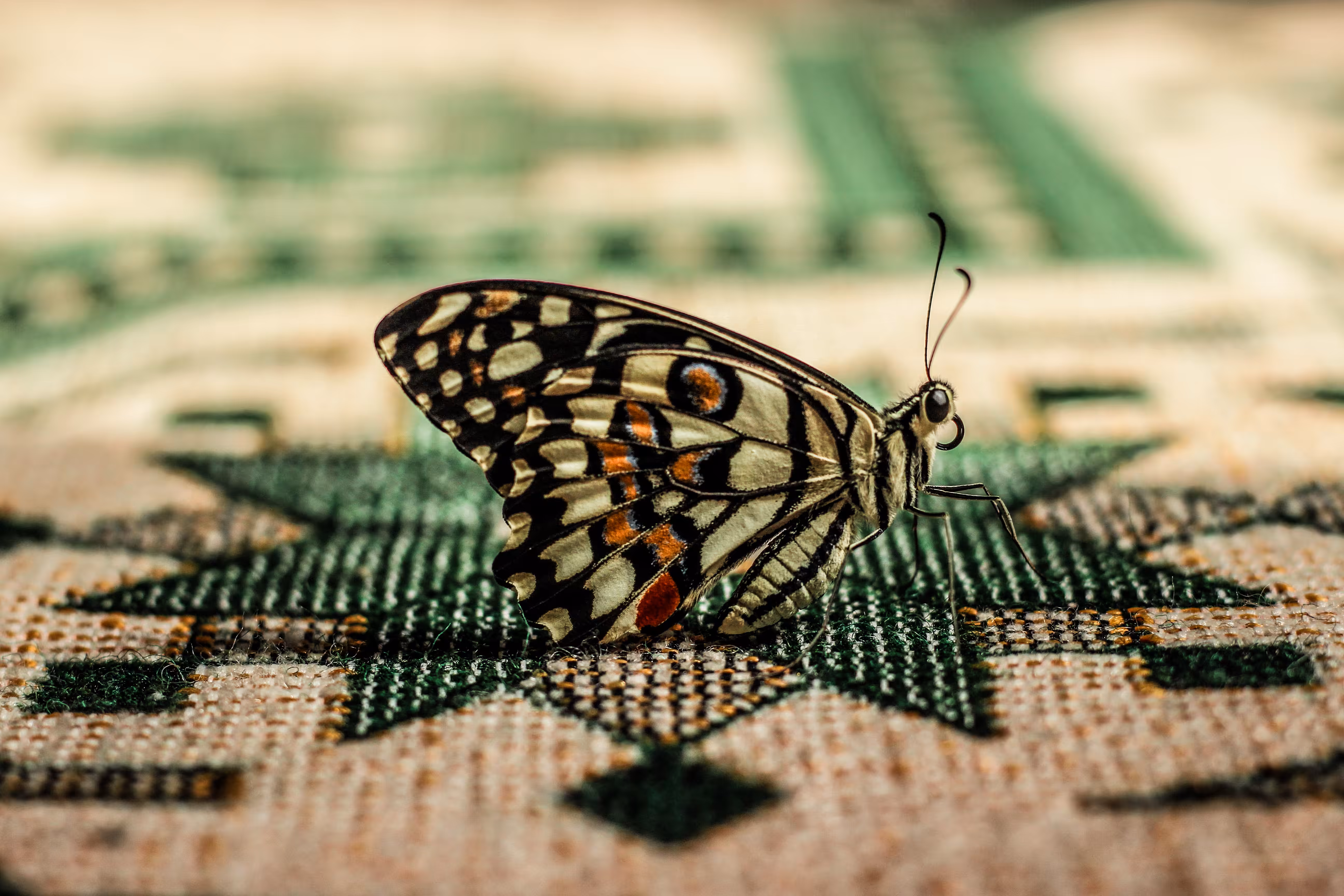 Papilio Demoleus
