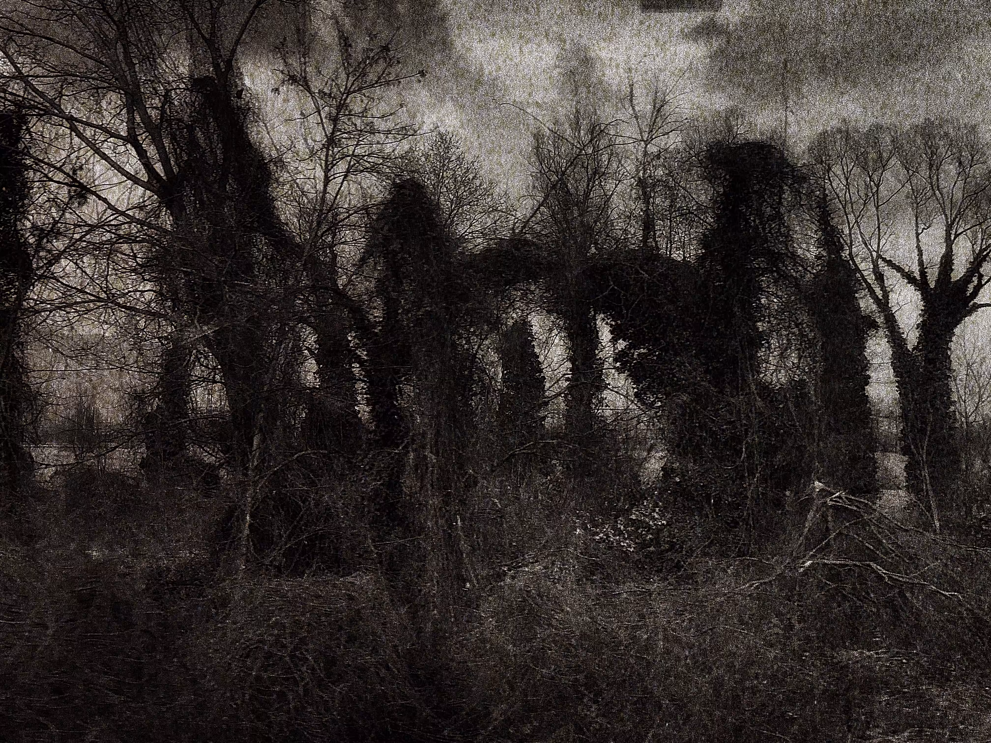 The grove in my dreams