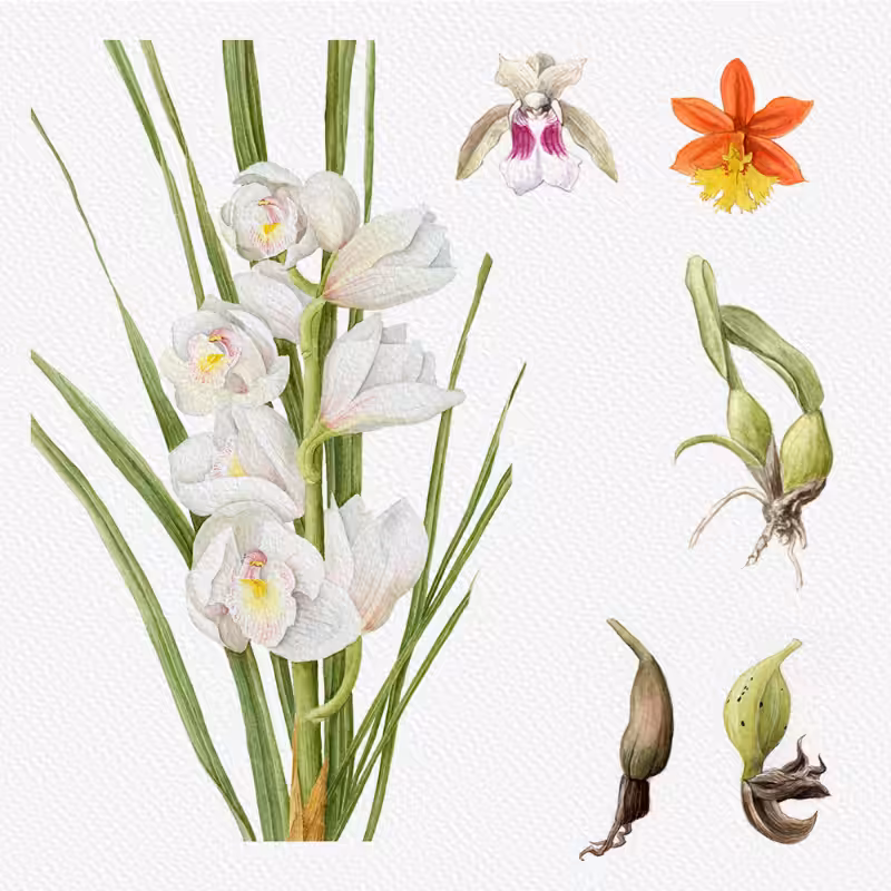 Botanical Illustration - Orchids 1 #84