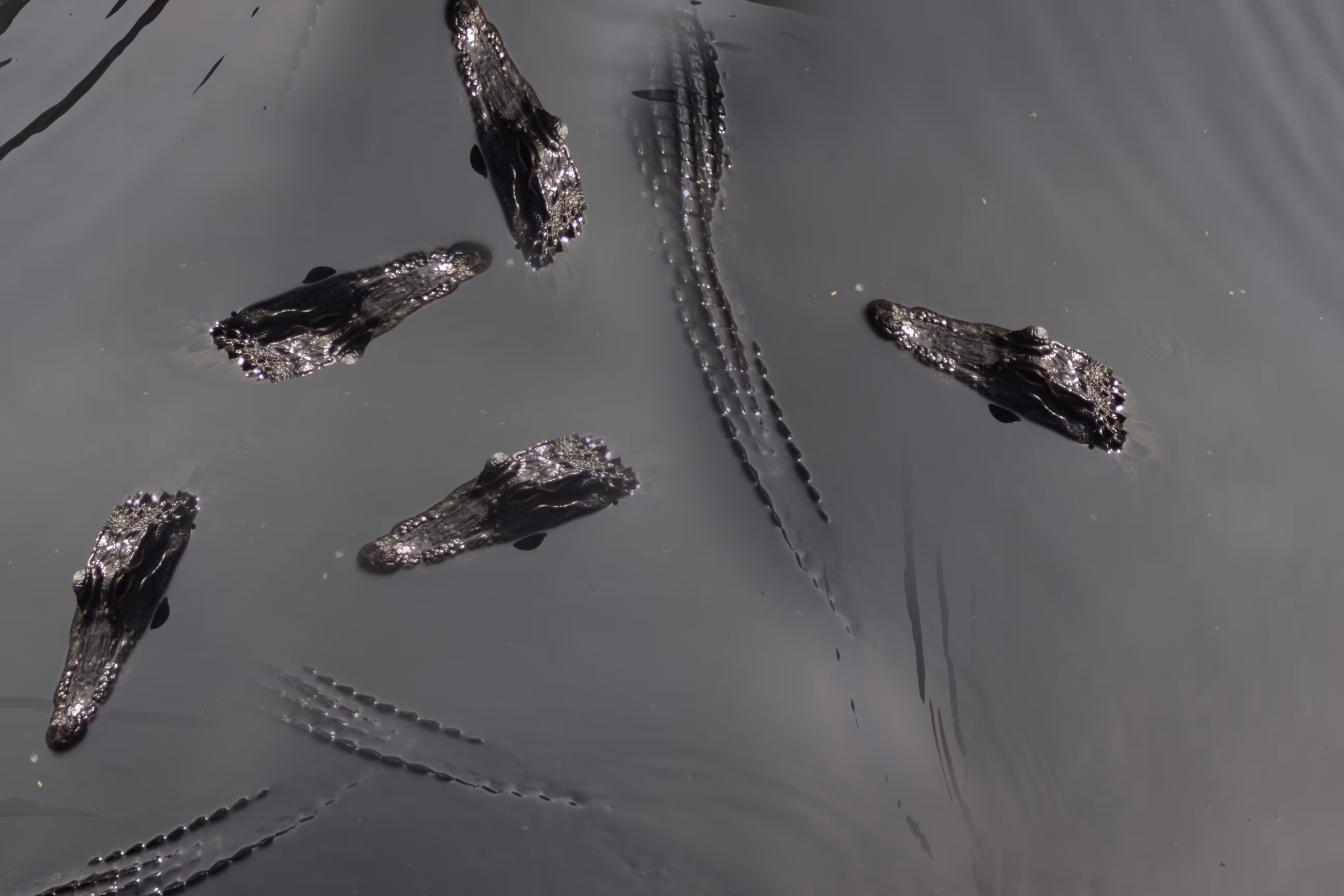 Weirdo Alligators 