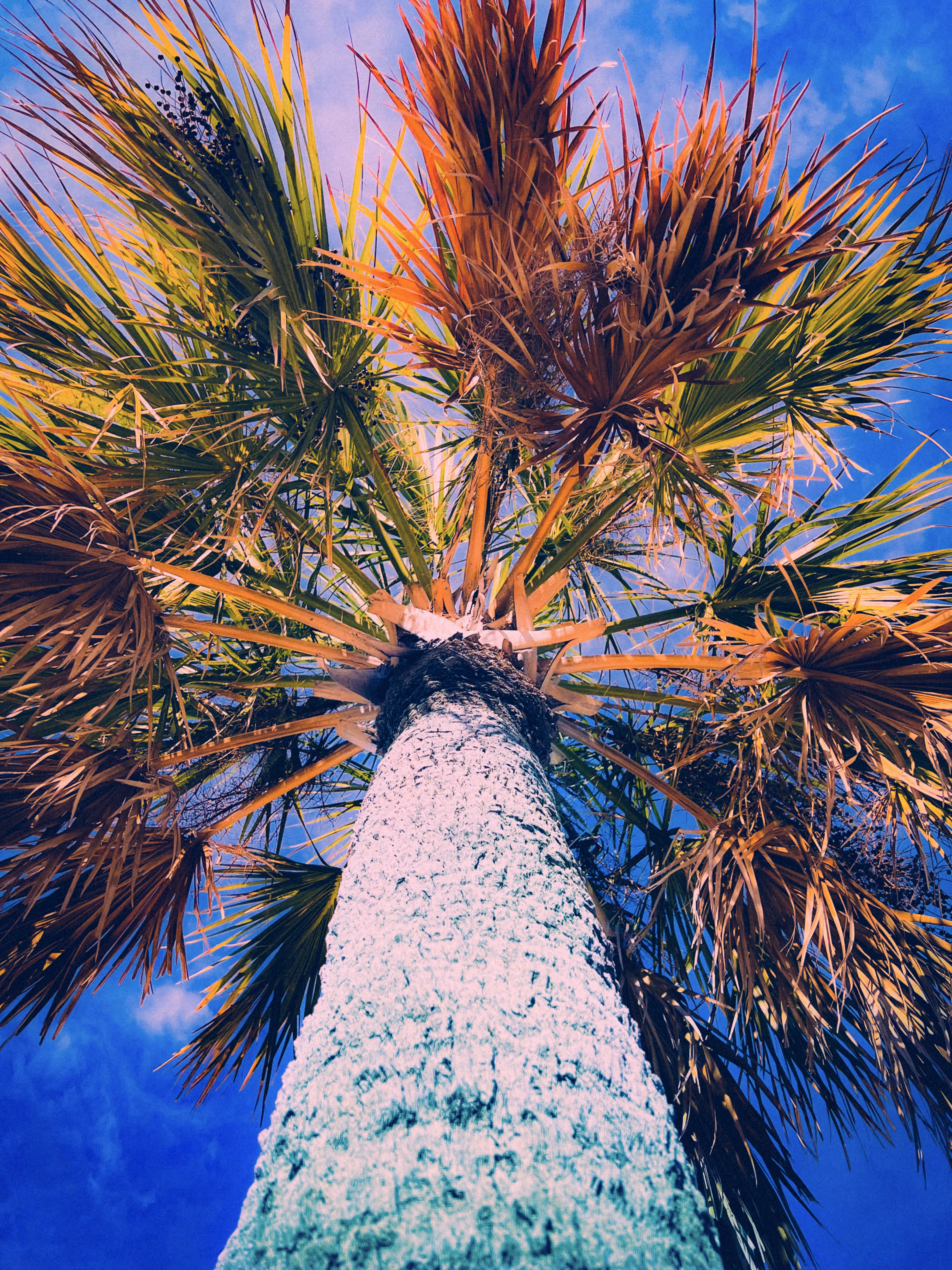 Palm