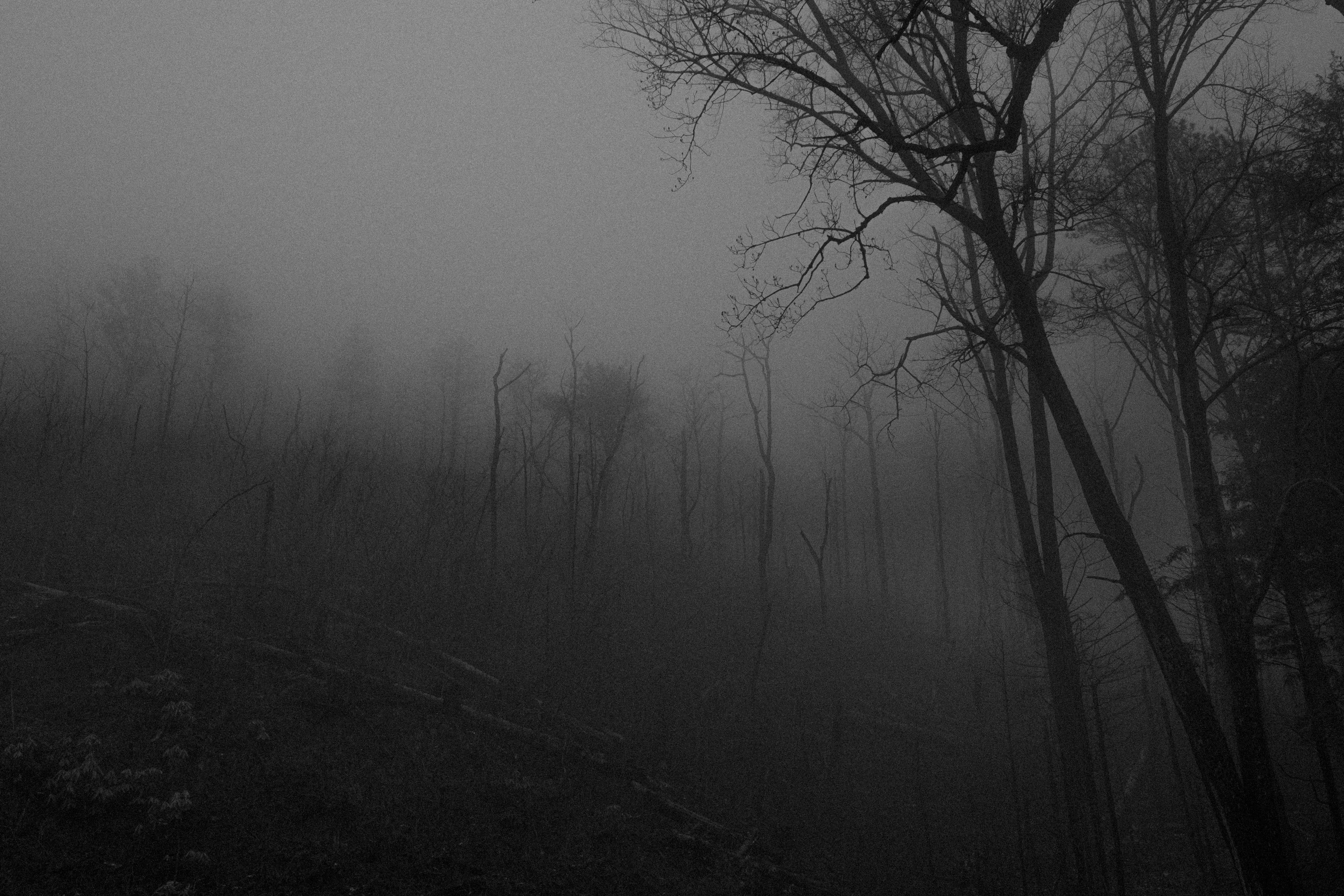Withering Woods