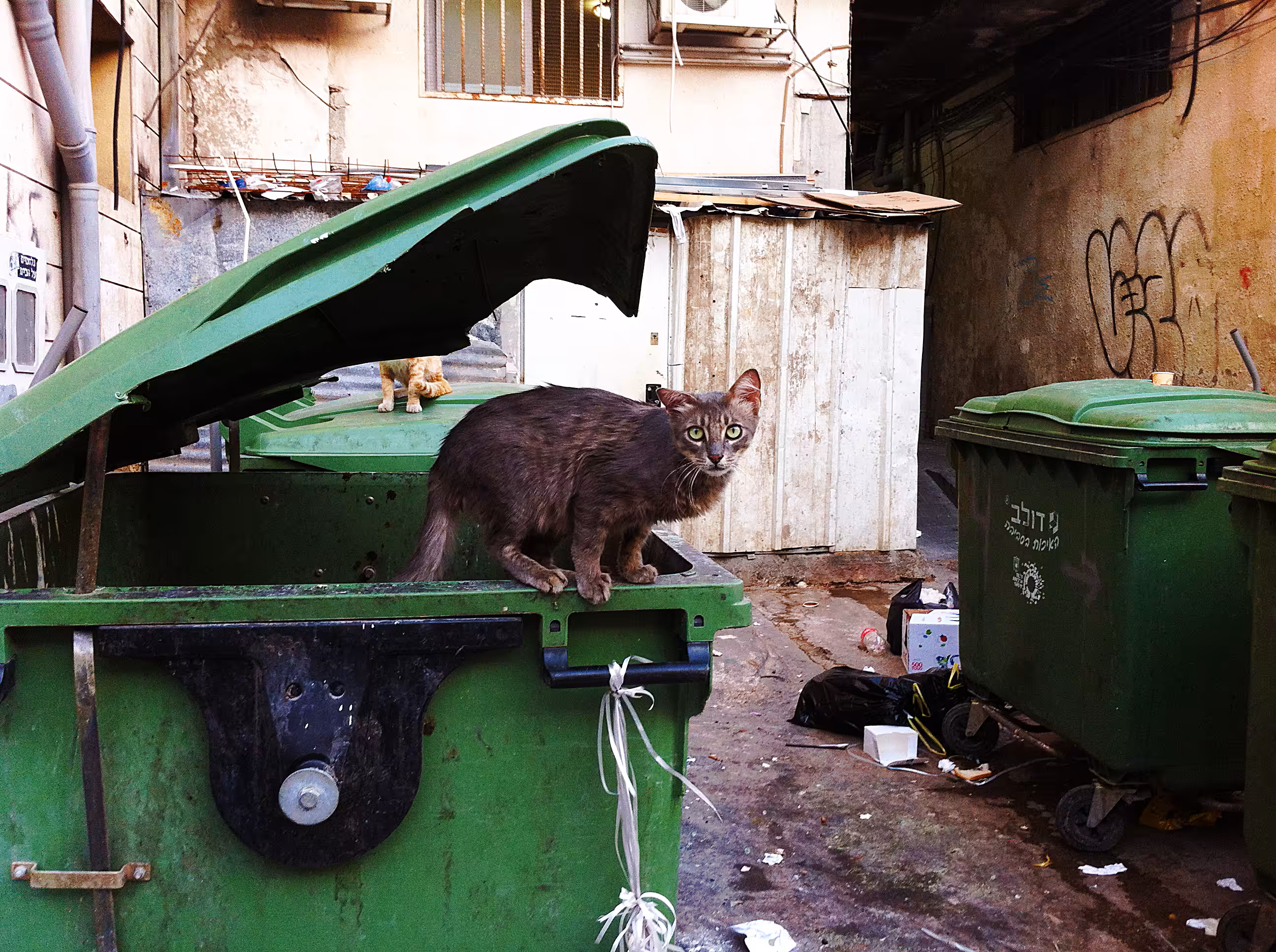 Trash Cat Uno