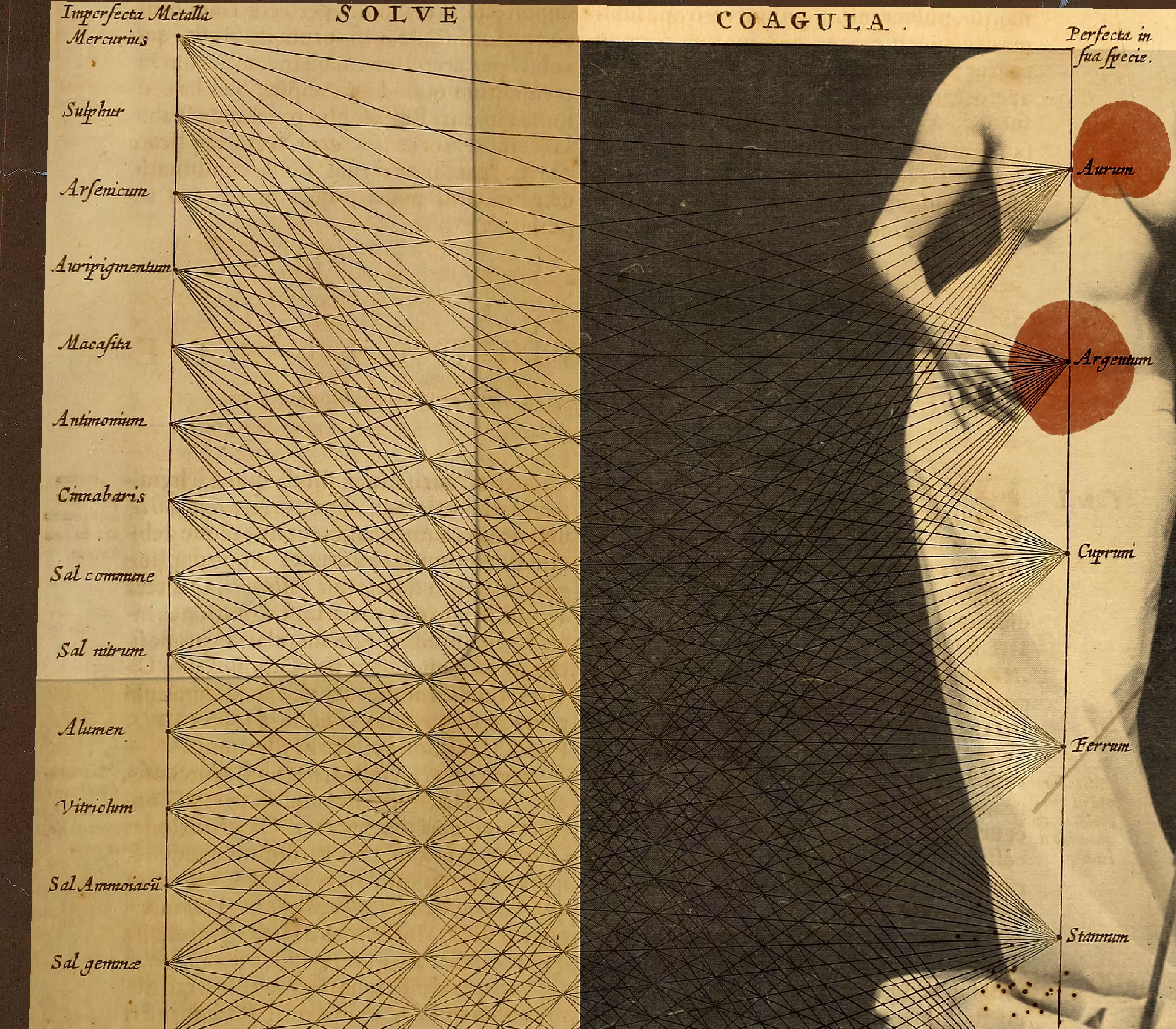 Convulsive Beauty #14