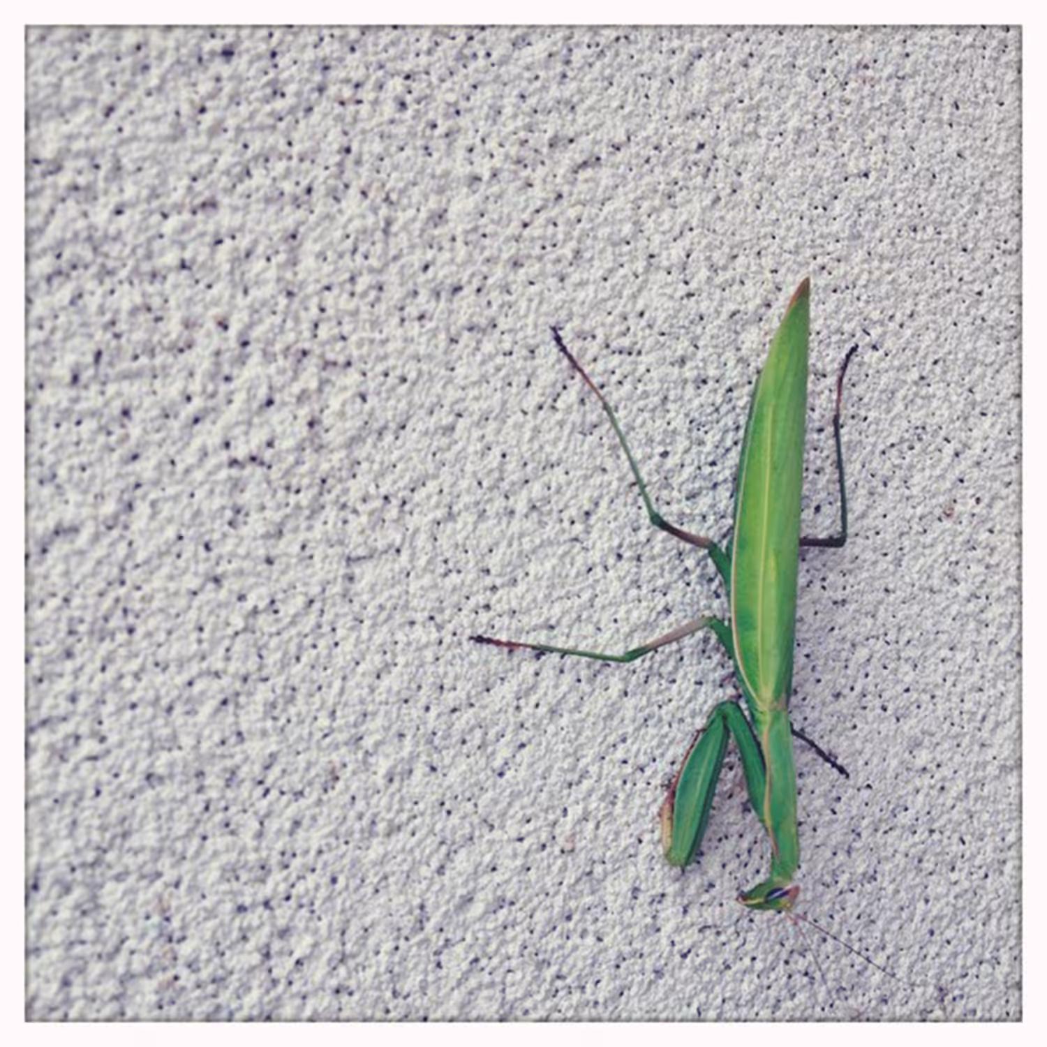 hipsta: IMG_6286