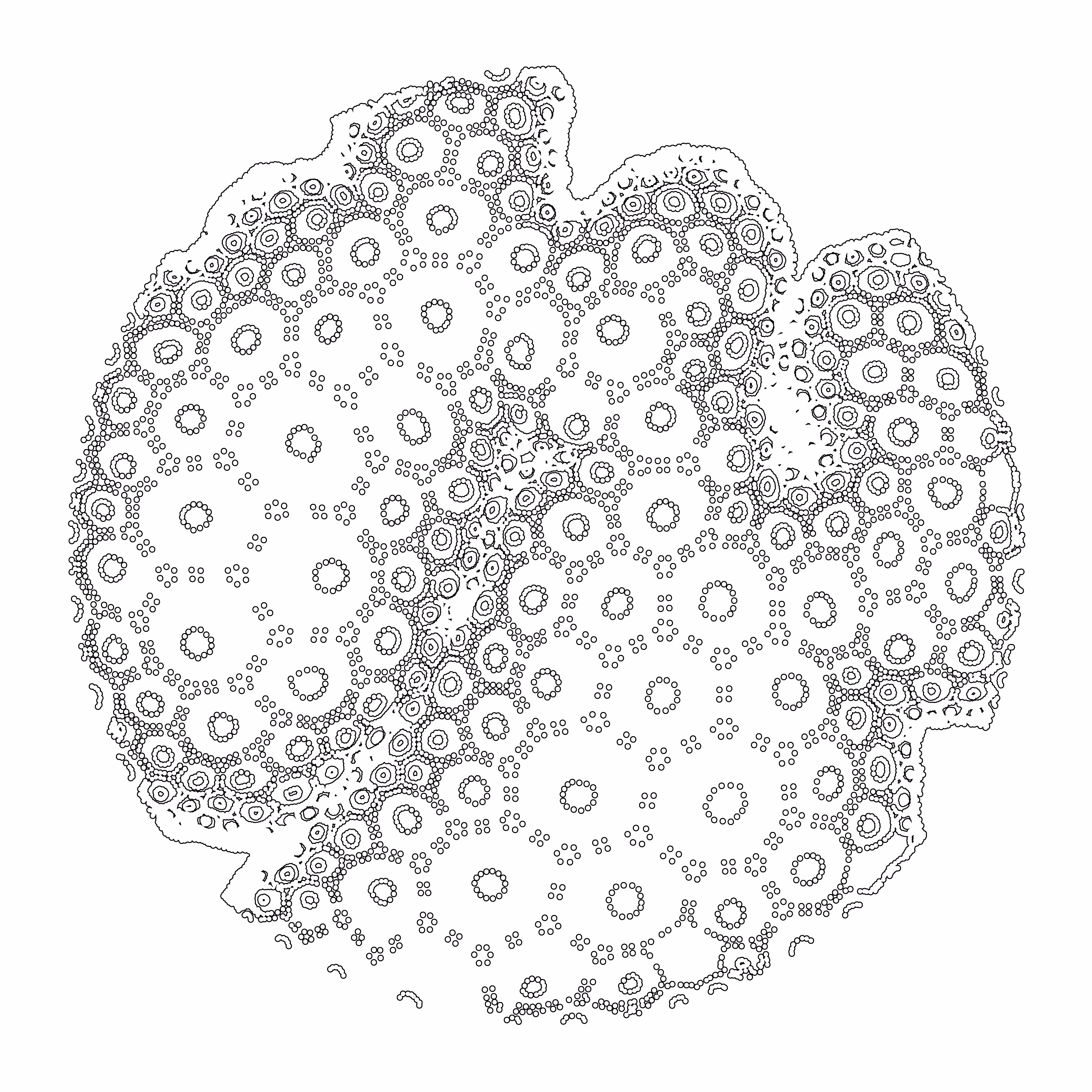 Growth Array 11