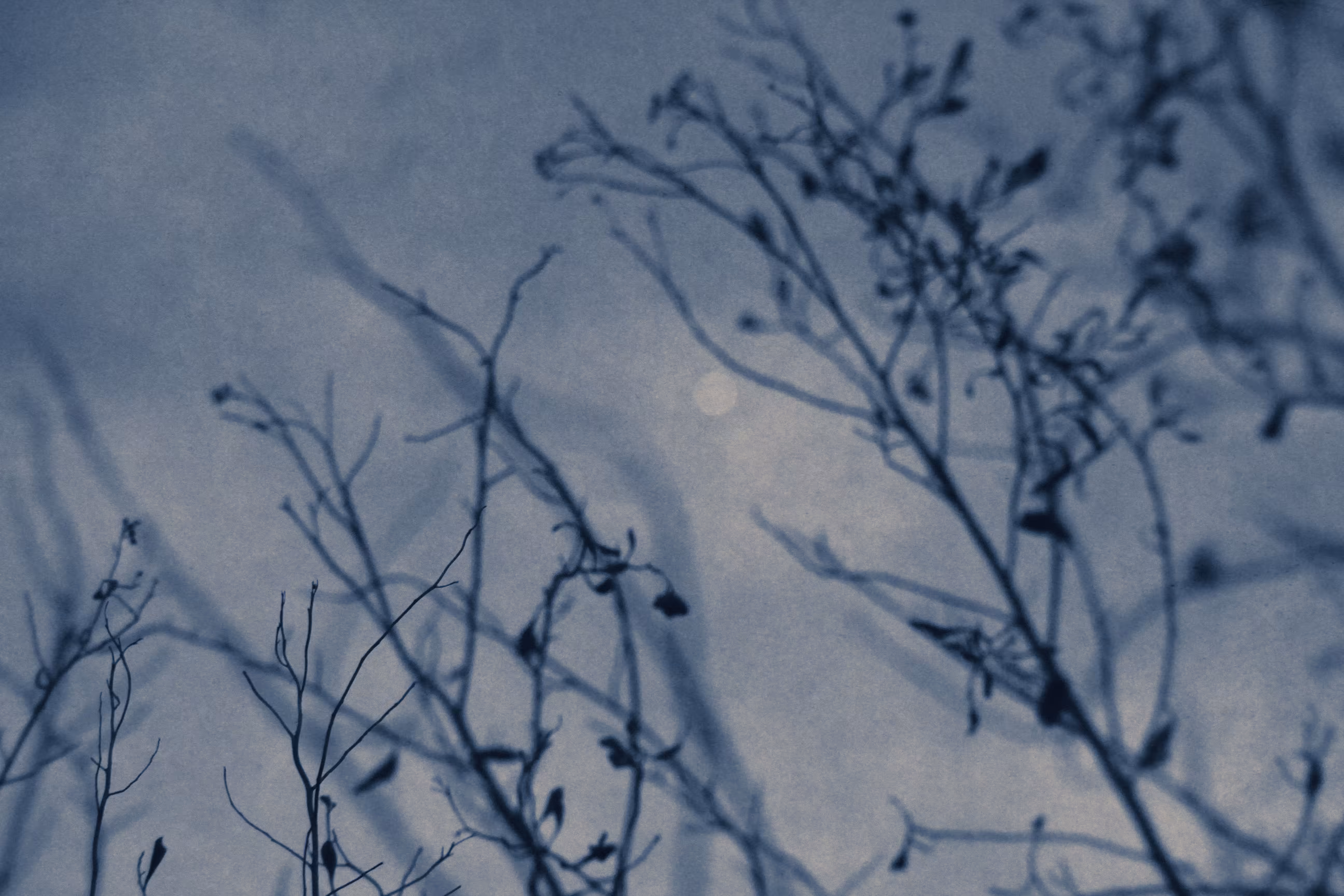 Blue garden V