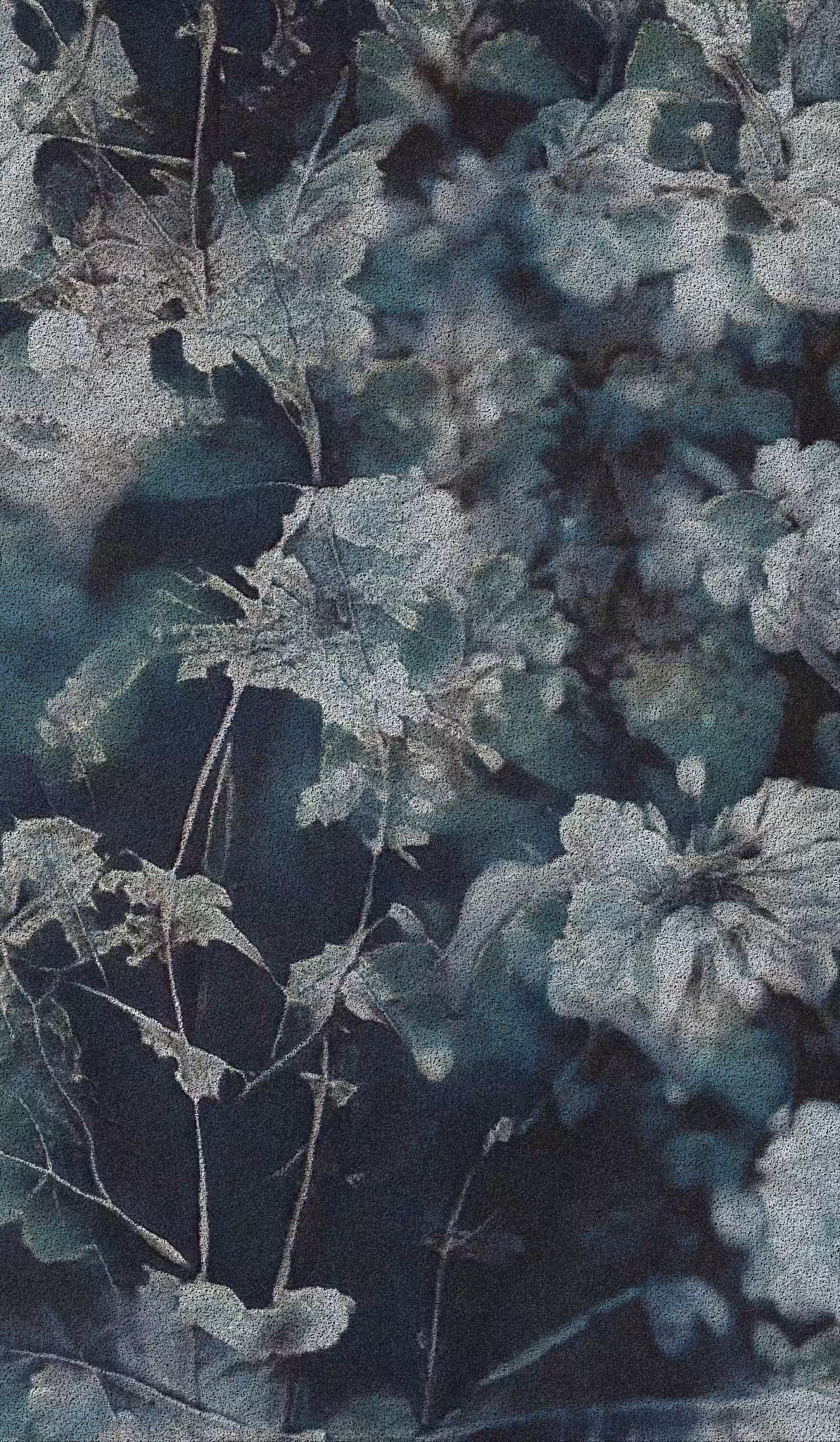 APPARATUS-VITIS: Apparatus Vitis #48