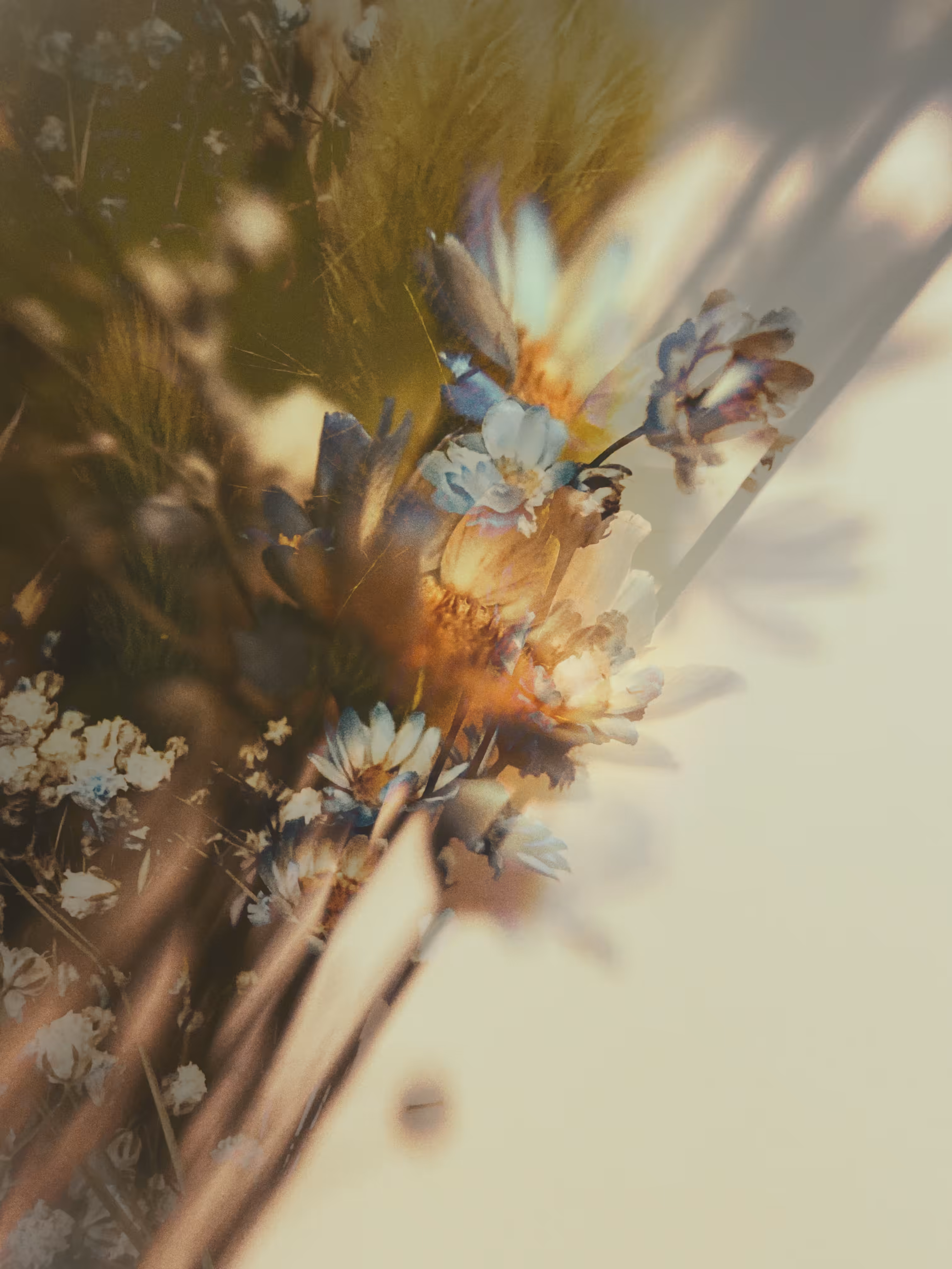 🌾The Field of Dreams: Light & Shade 💛