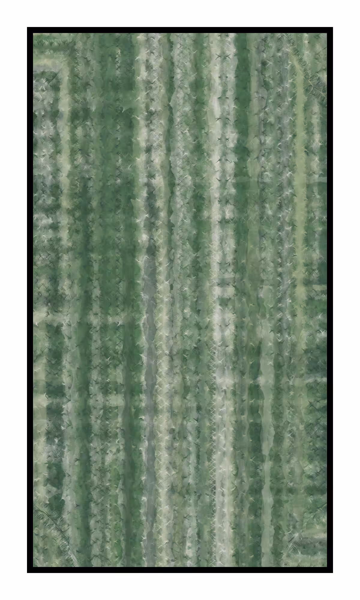 Soragna #455