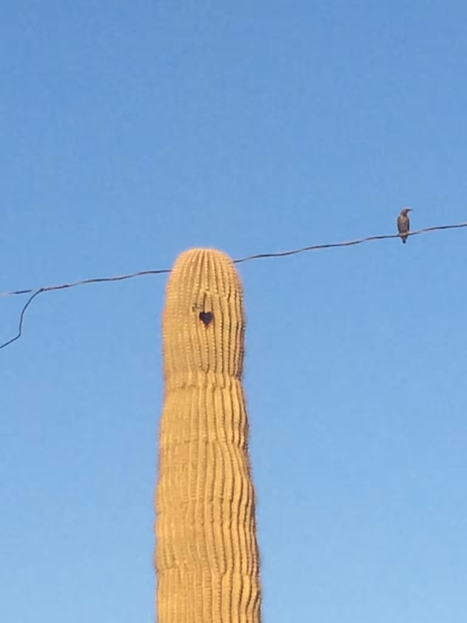 OG Cactus love