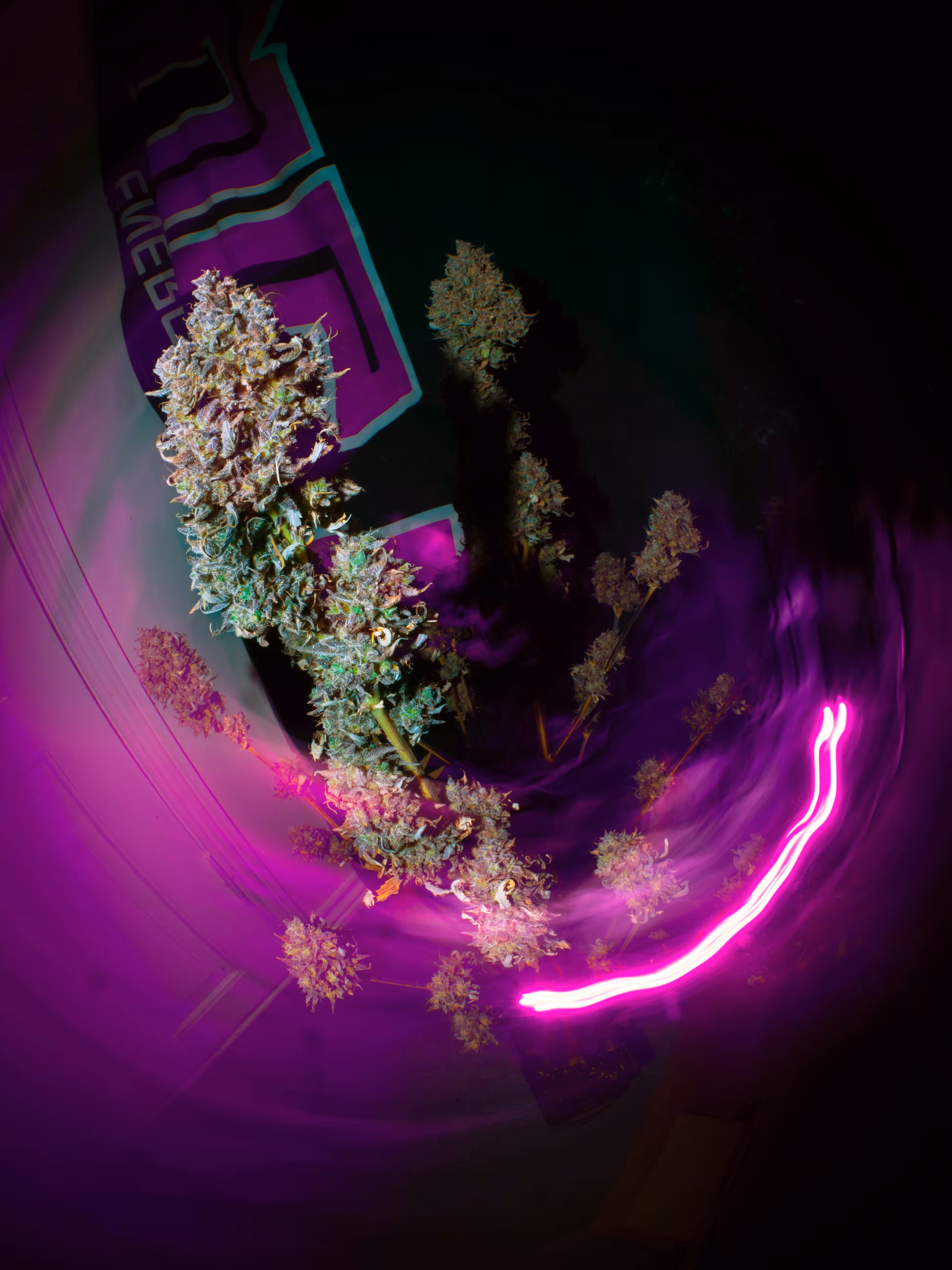 Purple Dank