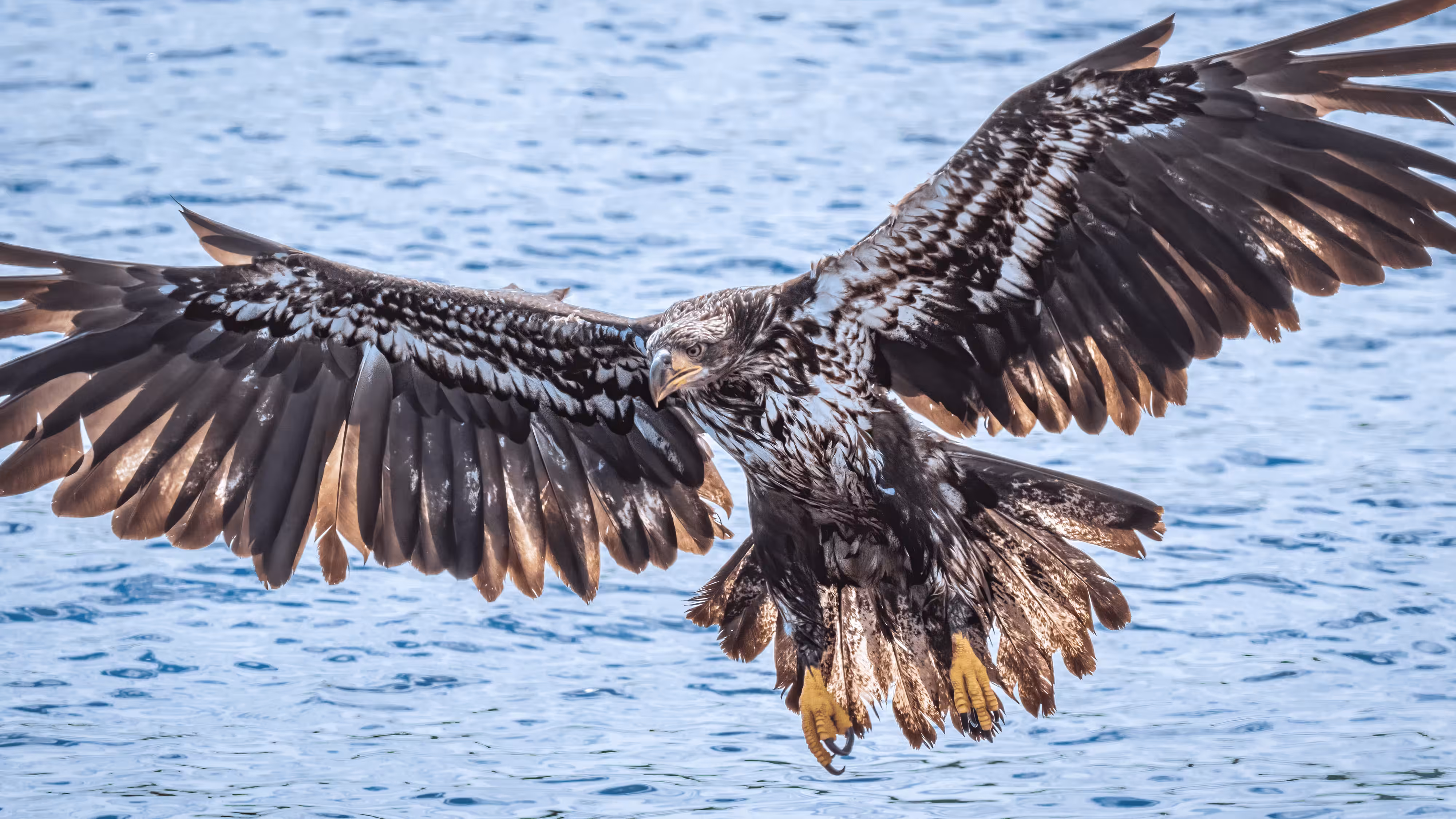 Bald Eagle #6