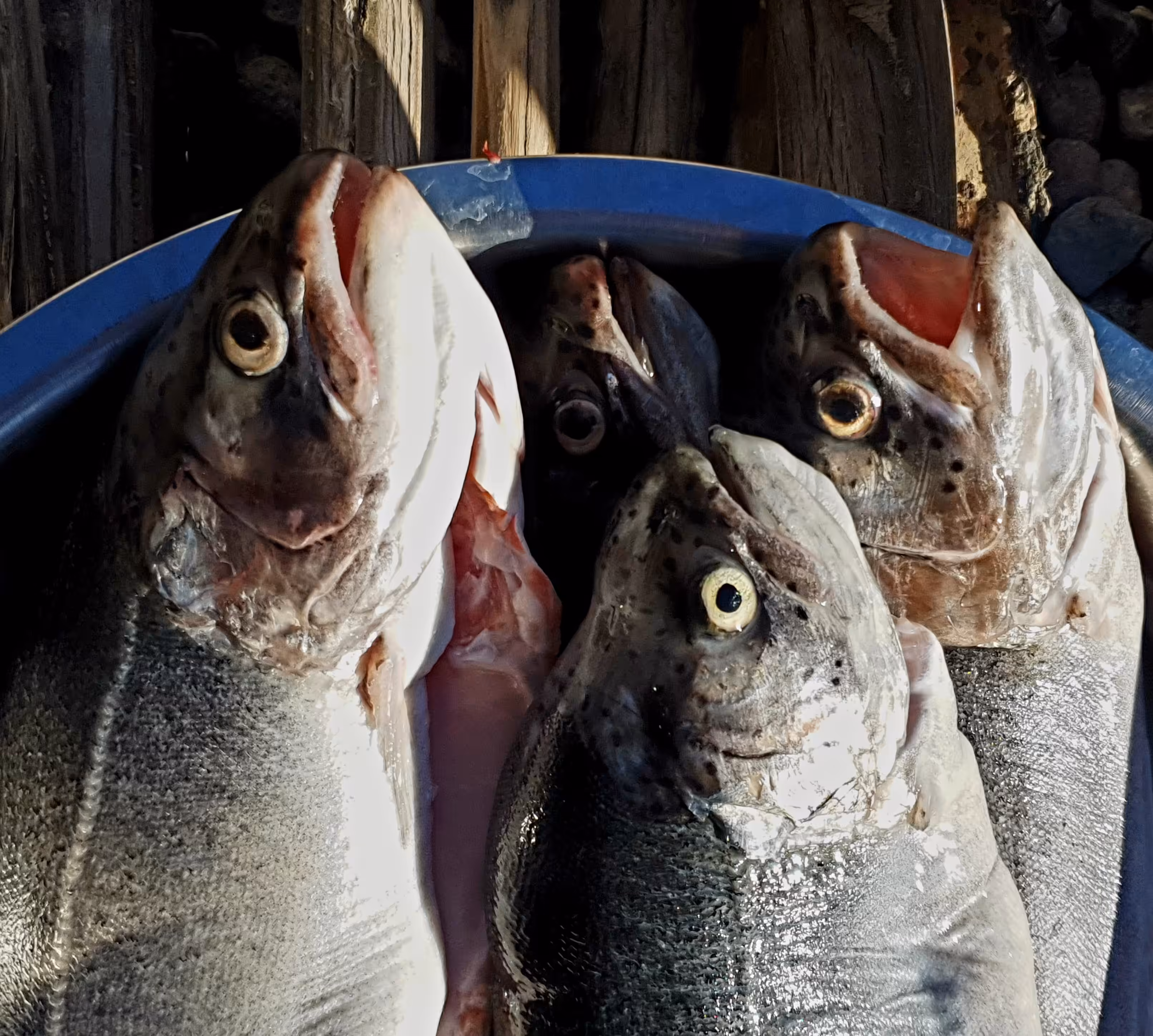The fish are scared.