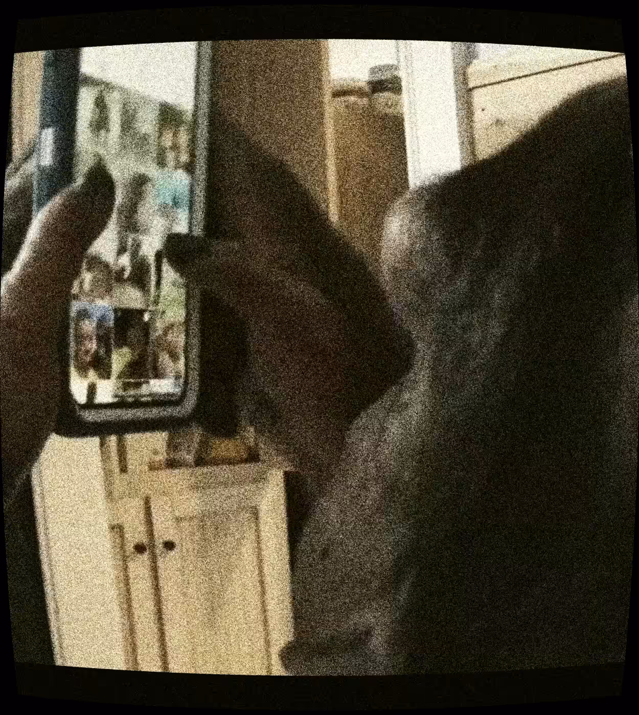WEB1 - The First Apes To Use Sign Languages