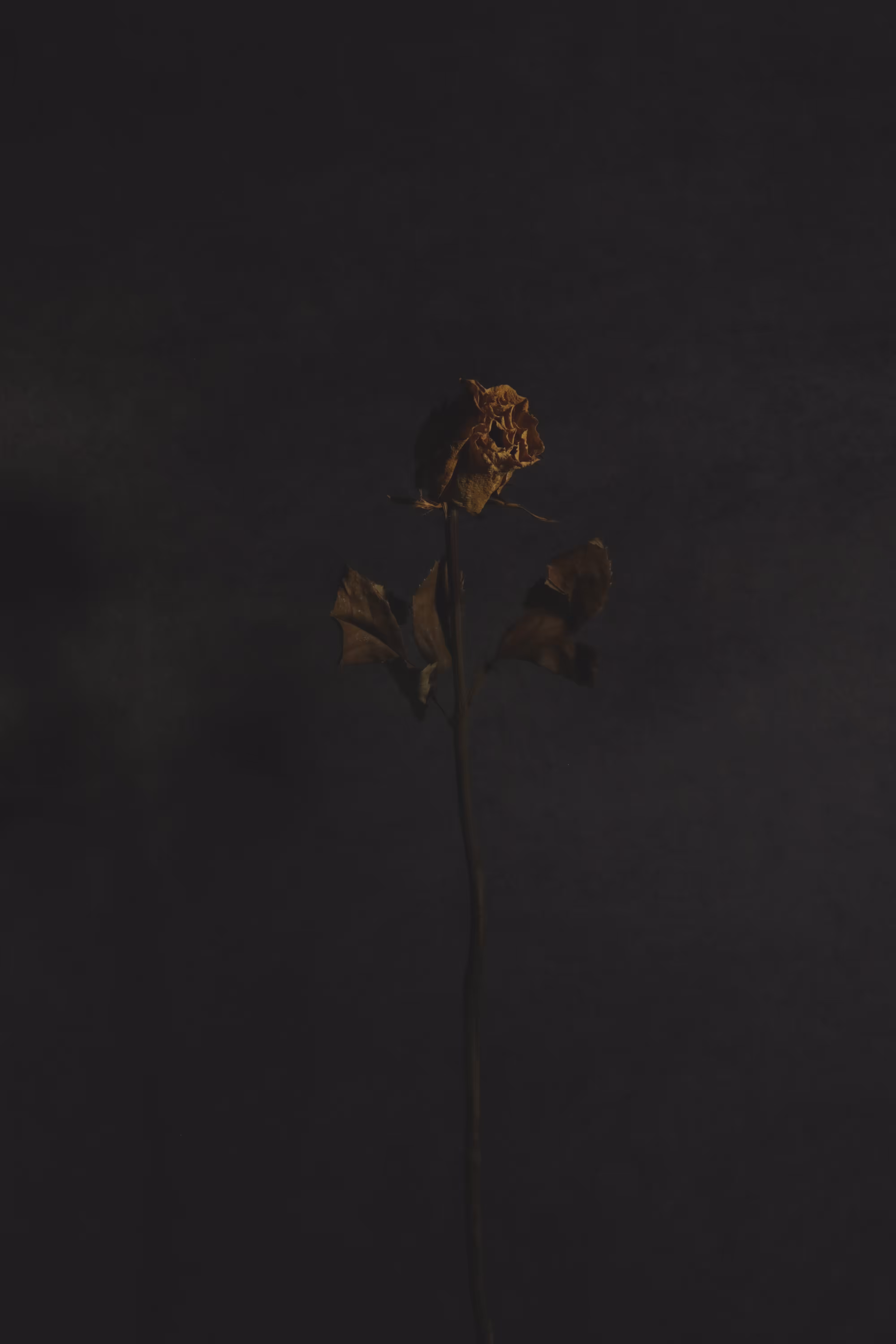 Portrait of The Deceased - singing rose