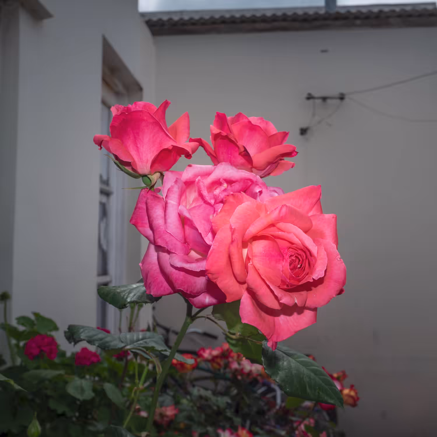 Las Rosas