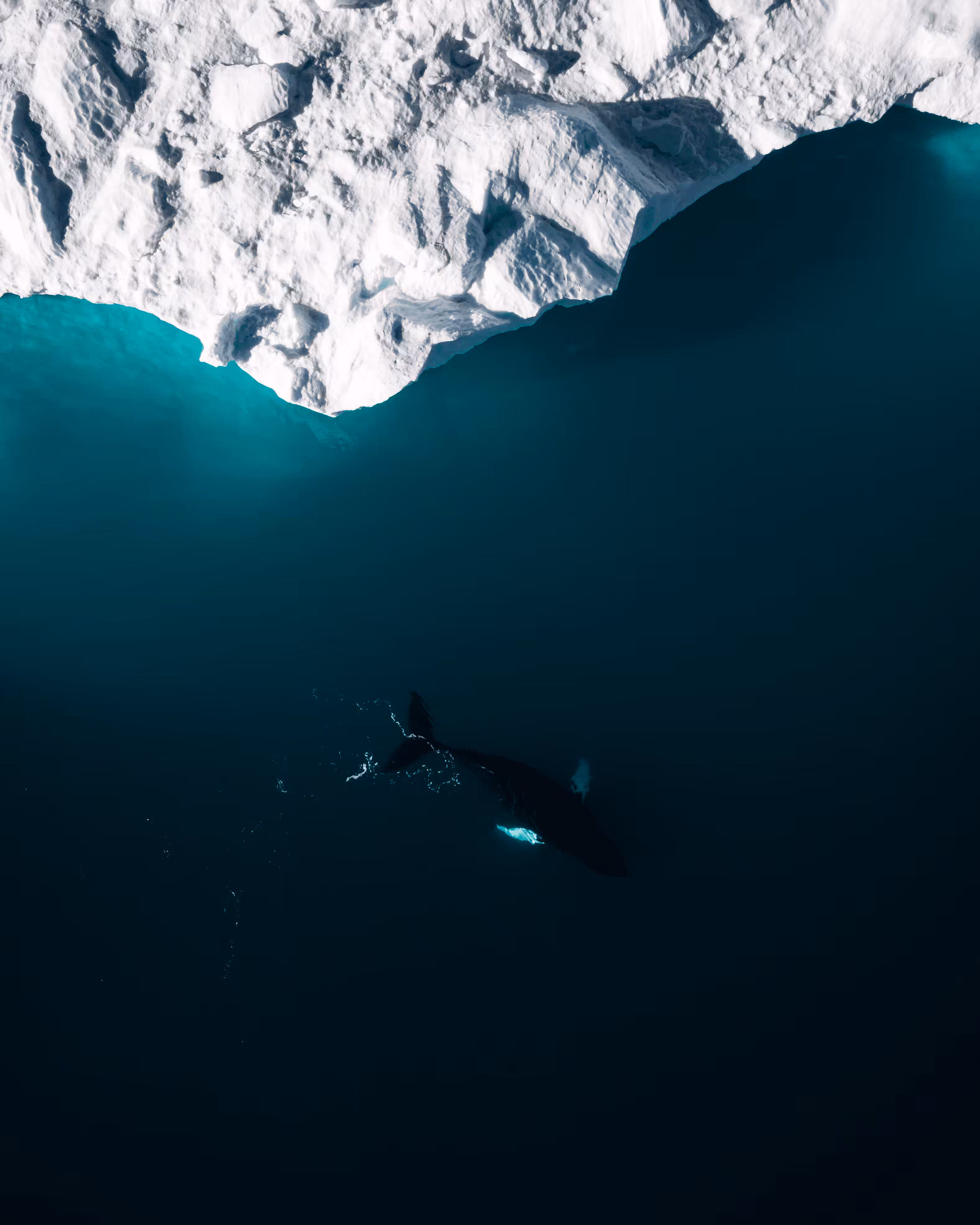 014 Finding life in the dark
