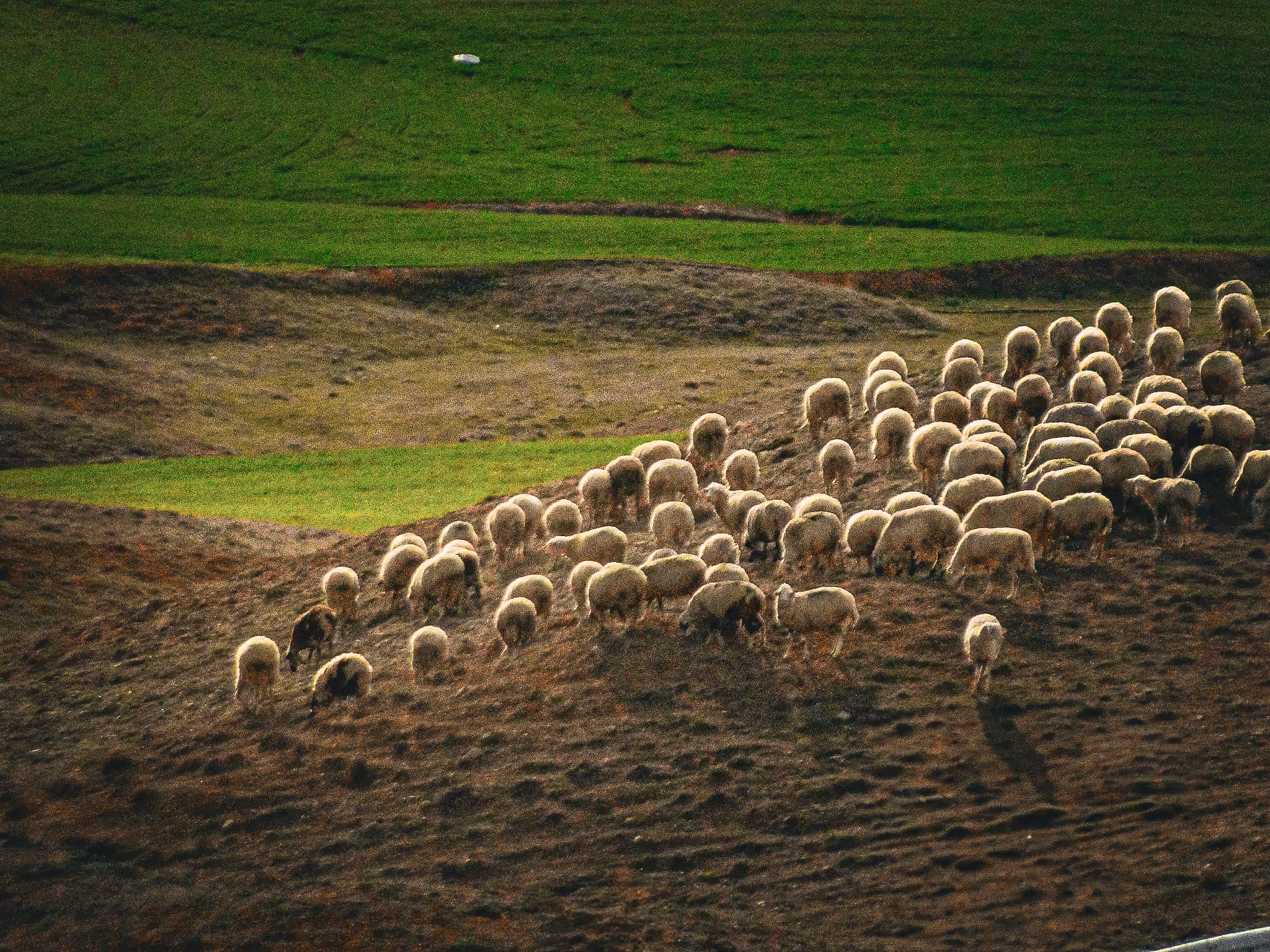 Shepherd's Path