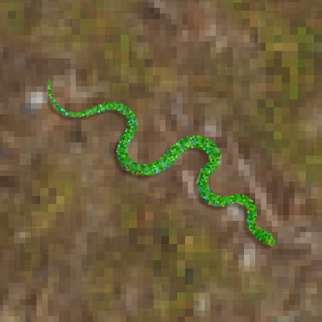 Snake