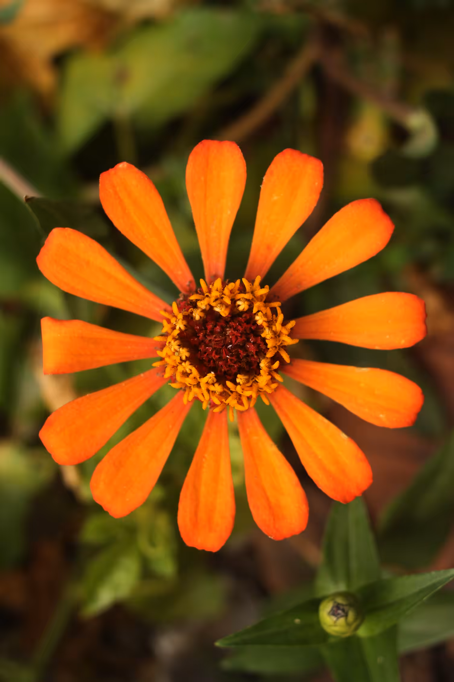 Warm Flower