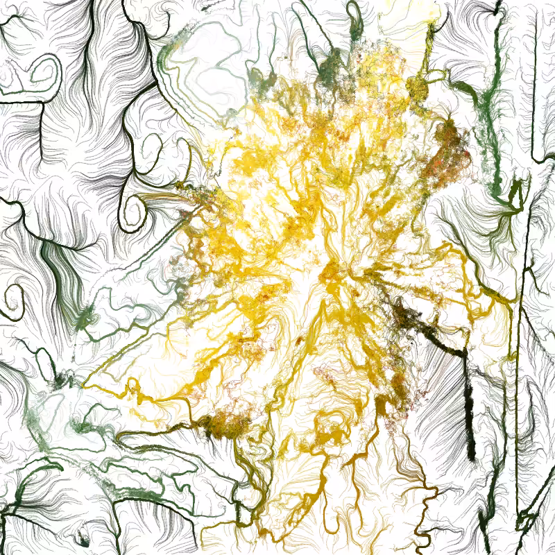 Hypericum #177