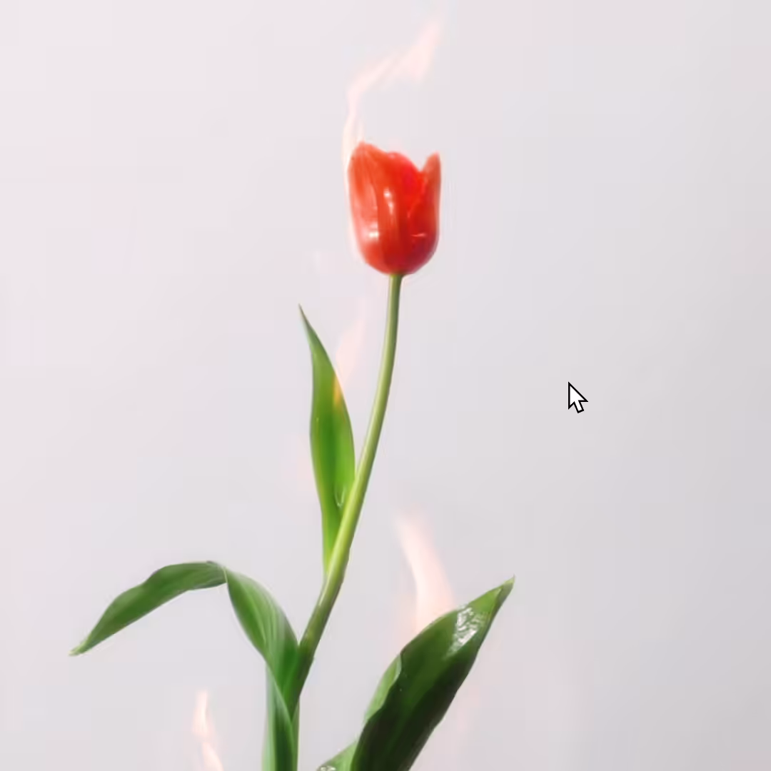 Burning Tulip