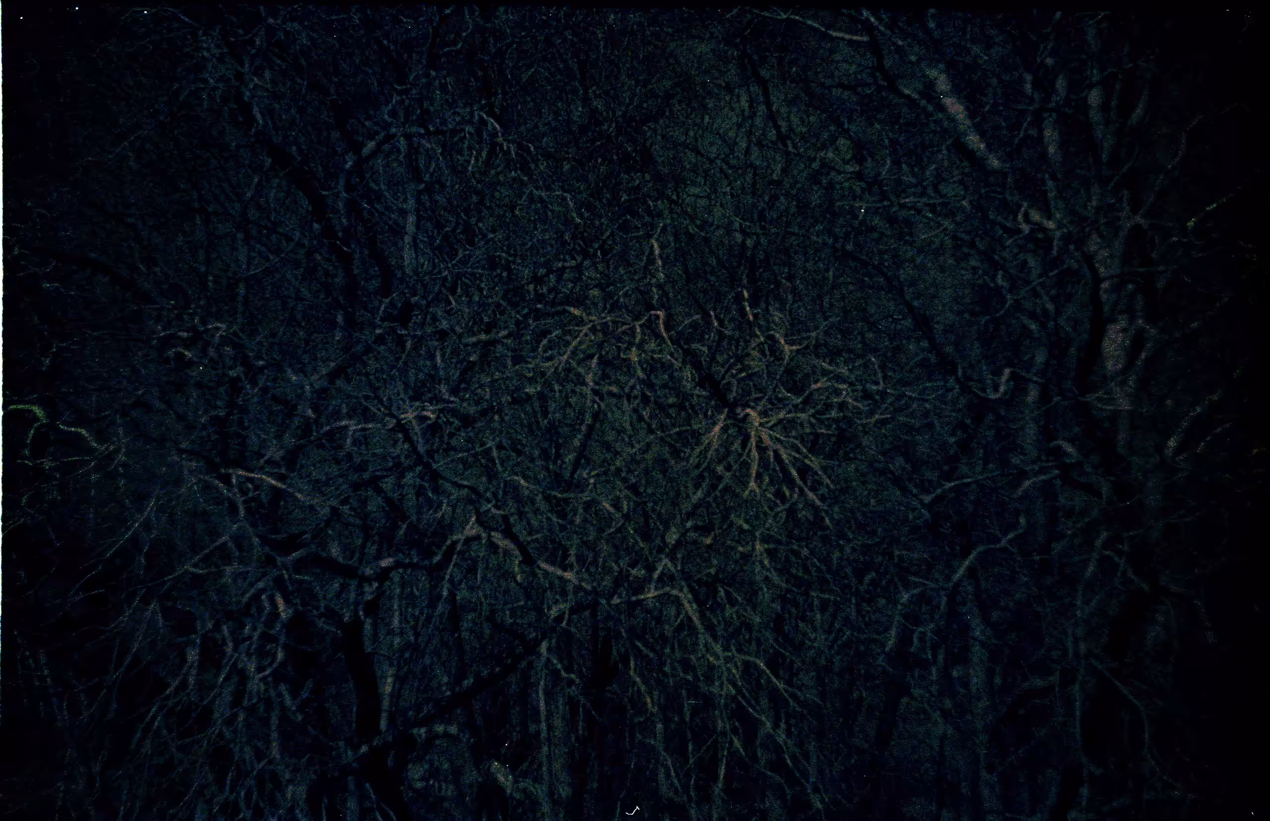 Spider trees