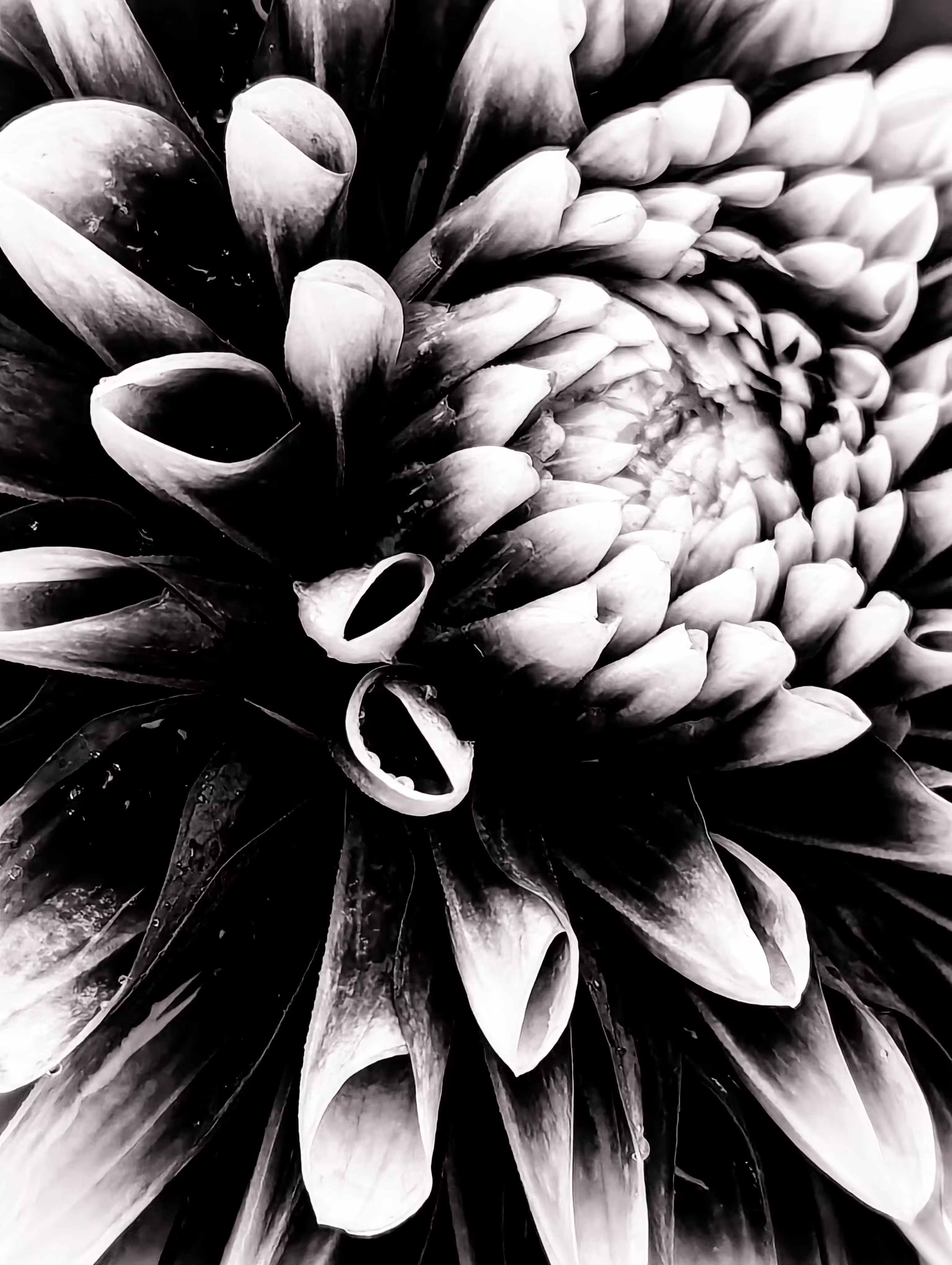Dahlia Chiaroscuro